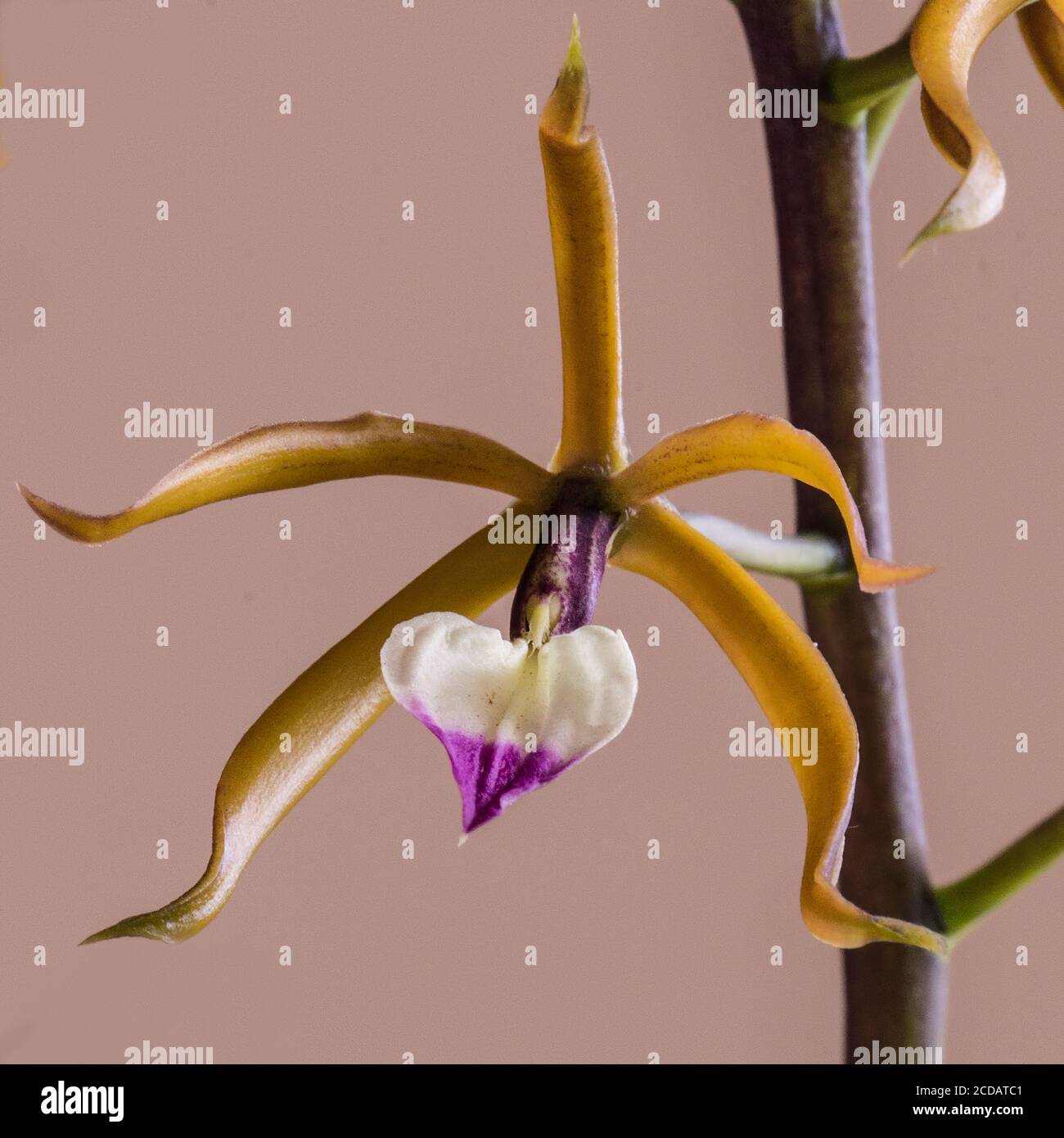 An orchid, Prosthechea brassavolae, in bloom in the gardens of the Hotel Santo Tomas in Chichicastenango, Guatemala.  Native to Mexico and Central Ame Stock Photo