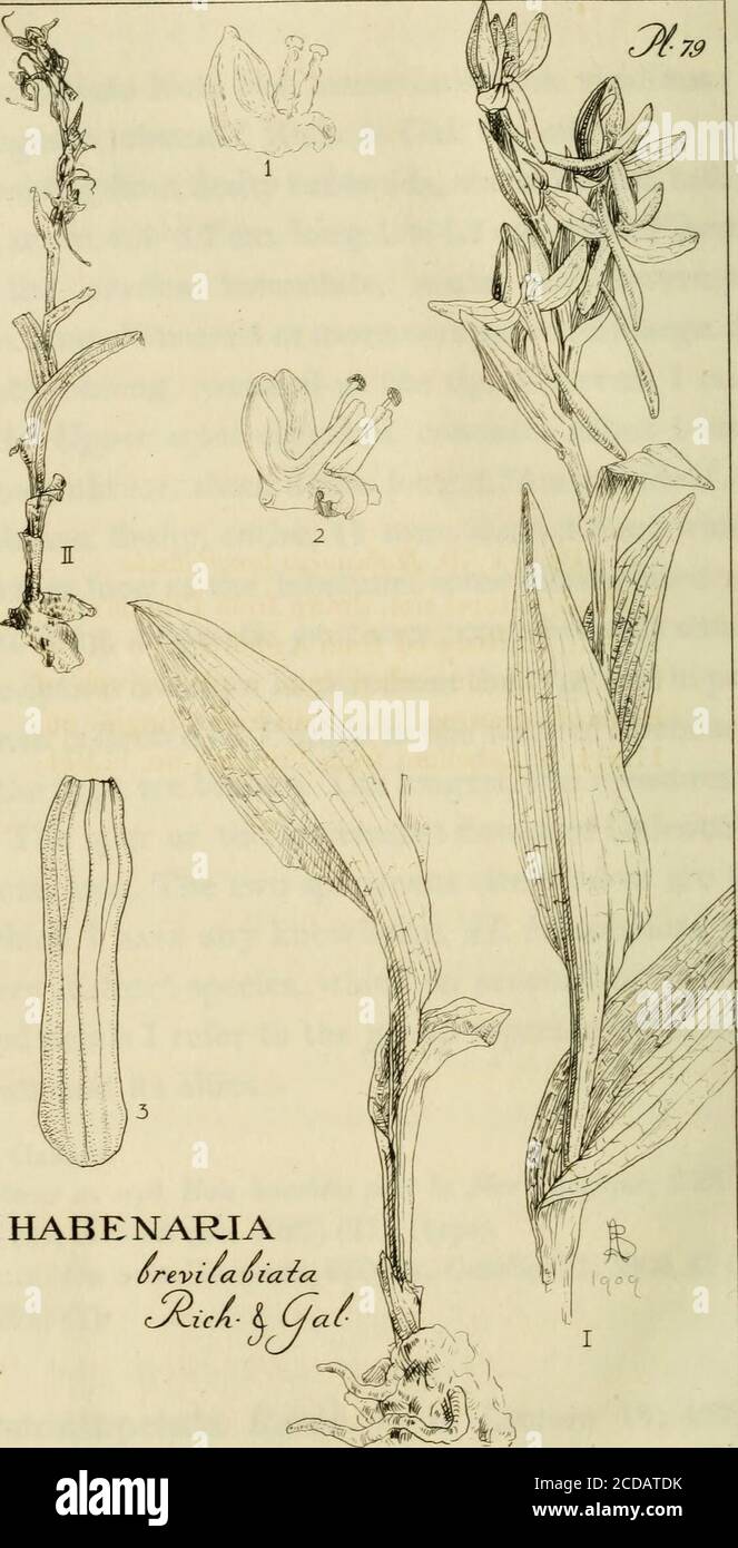 . Orchidaceae: illustrations and studies of the family Orchidaceae . what dilated near theapex, 2 cm. long. Stigmatic processes comparatively small. My description is drawn in part from the type and in part fromthe specimen collected by Pringle in the state of Michoacan.Theleaves of the type are broken. The longest one measures 4.5 cm.in length. The spur on the lowermost flower of Galeottis speci-men is 2 cm. long. The two specimens cited below are the onlyones of which I have any knowledge. H. brevilabiata is appar-ently a very distinct species, which on account of its simple la-bellum and pe Stock Photo