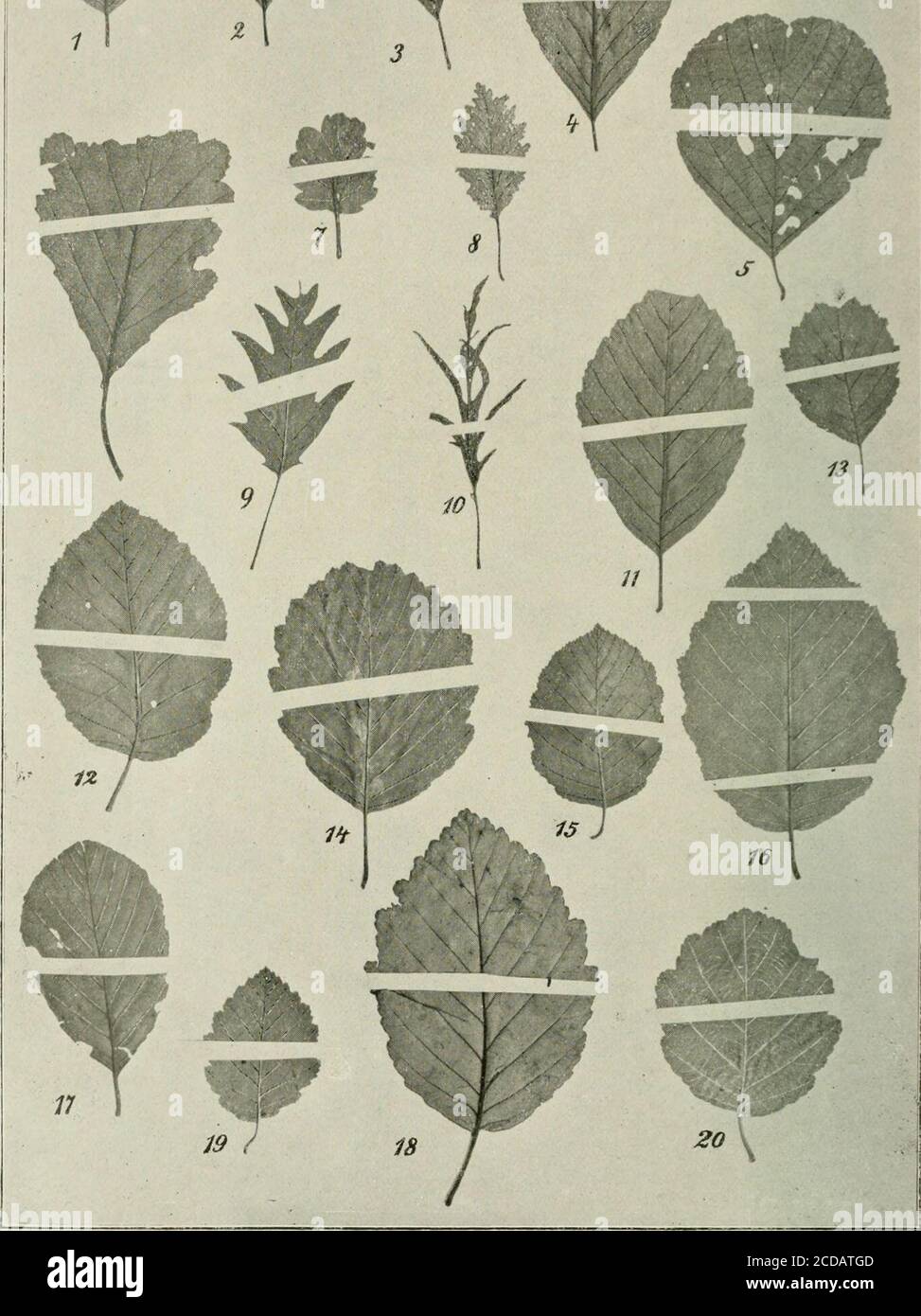 . Mitteilungen der Deutschen Dendrologischen Gesellschaft . Blattei : i. Alnus rhombifolia var. ovalis. — 2. A. oblongifolia. — 3- A. senulata var. genuina. —4. A. serrulatoides. — S- A. Fauriei — 6. A. glutinosa var. vulgaris forma quercifolia. — 7 A.glutinosa var. vulgaris forma incisa. — 8. A. glutinosa var. vulgaris forma sorbifolia. — 9. A. gluti-nosa var. vulgarisfjforma laciniata. — 10. A. glutinosa var. vulgaris forma imperialis. — 11. A. gluti-nosa var. denticulata. — 12. A. glutinosa x rugosa (A. silesiaca). — 13. A. glutinosa x incana(A. hibrida) var. pubescens. — 14. A. glutinosa x Stock Photo