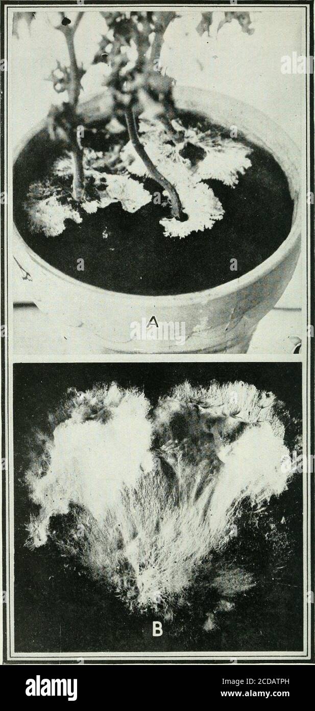 . Journal of agricultural research . Journiil of Agricultural Research Recent Studies on Sclerotium rolfsii Sacc. Plate 6. Journal of Agricultural Researcin Vol. XVlil, No. 3 PLATE 6 Sclerotium rolfsii: A.—Dead tomato plants, showing fungus growing out on the surface of the soil inradial fans. B.T—Growth on glass of bell jar, showing radial fans. EFFECT OF VARIATION IN MOISTURE CONTENT ONTHE WATER-EXTRACTABLE MATTER OF SOILS By J. C. Martin and A. W. Christie, Division of Agricultural Chemistry, CaliforniaAgricultural Experiment Station The question of the possible effect produced on the water Stock Photo