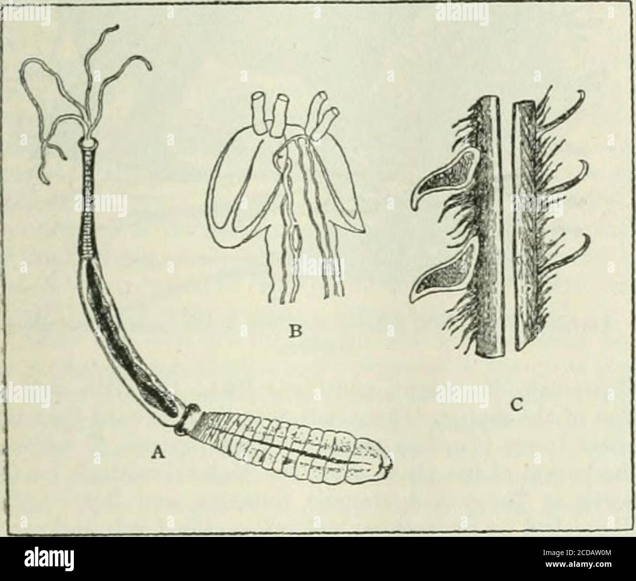 . The Encyclopaedia Britannica; ... A dictionary of arts, sciences and general literature . s found encapsuled in amonkey, one in the comnvon seal, others in reptiles and teleosteans.Archigdes sieboldi (fig. 3, B) occurs in tlio body-cavity of anOligochsetous worm {Tubifex rivulorum); it is about 3 mm. long,and consists of au val body (tcolex). to which is attached a cylin-drical tail (proscolex), bearing at the posterior extremity threeairs of hooks; both these parts are capable of motion. The scolexas eight longitudinal excretory canals, and a terminal vesicle;the ventra.Iy situated genital Stock Photo