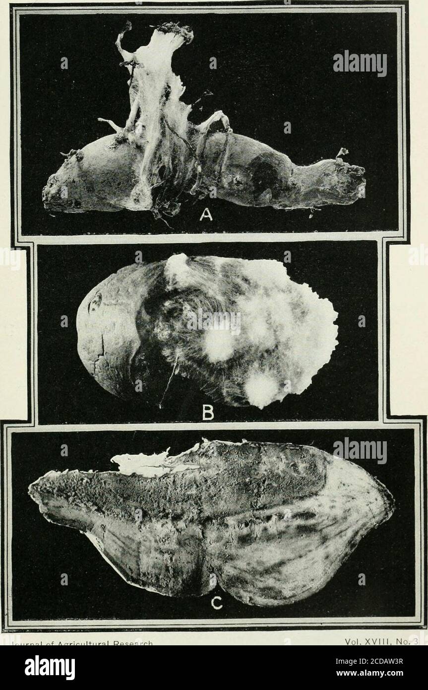 . Journal of agricultural research . Journal of Agricultural Research Vol. XVIll, No. 3 PLATE 4 Sclerotium rolfsii: A.—Cabbage artificially inoculated. The rot is confined to the outer layers of thehead. B.—Cultures on artificial media. C.—Mustard-seed-like sclerotia on cantaloupe. D.—Formation of sclerotia at point of union of apparently plus and minus strains. PLATE s Sclerotium rolfsii; A.—Sweet potato in seed bed, showing method of natural infection of young sprouts. B.—Infected Irish potato, melter stage. C.—Longitudinal section of infected sweet potato, showing nature of rot. Recent Stud Stock Photo