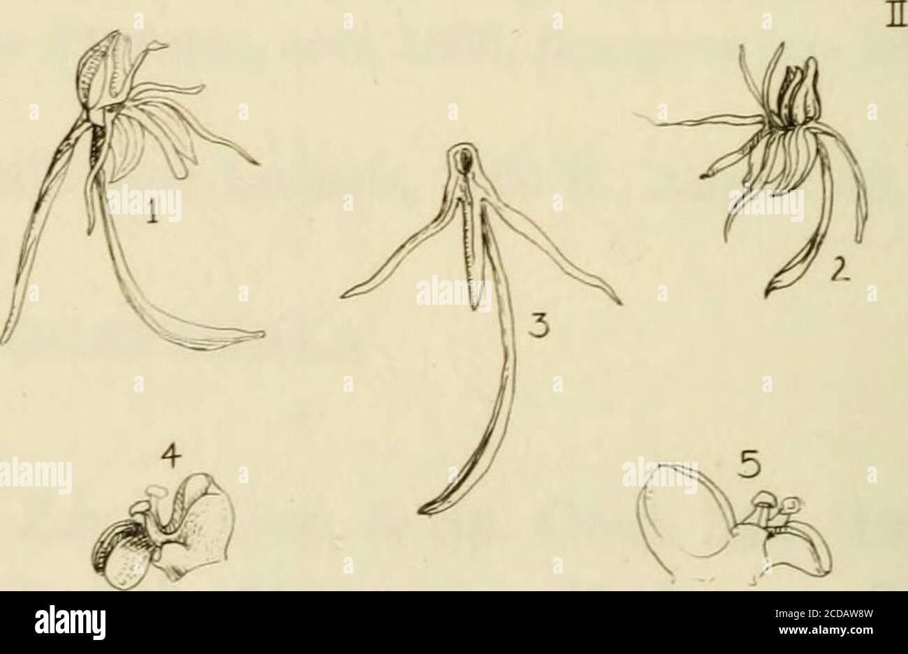 . Orchidaceae: illustrations and studies of the family Orchidaceae . HABENARIA on? a v 6 ens IS (JA.ich & (Jat-. HABENARIA ^i/fusa cA-icA- ^ (JaC ORCHIDACE^ Plate 75 I. Habenaria orizabensis. Flowers, etched froma photograph of the drawing by A. Richard. II. Habenaria diffusa. 1 and 2. Flower. 3. La-bellum and spur. 4 and 5. Column. Etched froma photograph of the drawing by A. Richard. [ 249 ] ORCHIDACE^ H.flexuosa Bot. Jahrb. 16: 124 (1893), Orch. Gen. et Sp. 1: 297 (1898).Not H. lactiflora. Rich. & Gal. 23. Habenaria flexuosa. H. foliis obiongo-lanceolatis acutis, floribus distantibus,bracte Stock Photo