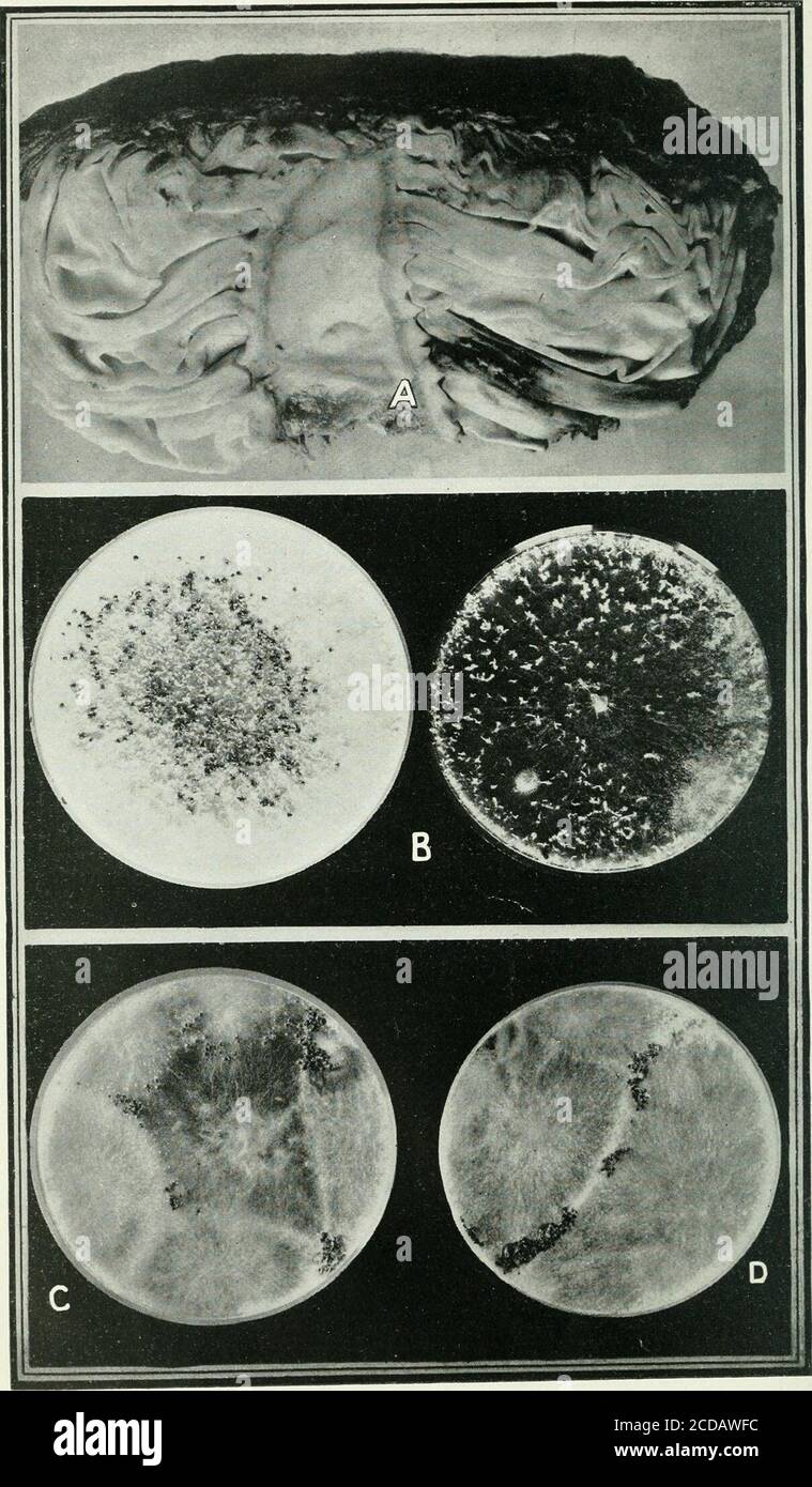 . Journal of agricultural research . Journal of Agricultural Research Vol. XVIII, No. 3 Recent Studies on Sclcrotiutn rolfsii Sacc. Plate 4. Journal of Agricultural Research Vol. XVIll, No. 3 PLATE 4 Sclerotium rolfsii: A.—Cabbage artificially inoculated. The rot is confined to the outer layers of thehead. B.—Cultures on artificial media. C.—Mustard-seed-like sclerotia on cantaloupe. D.—Formation of sclerotia at point of union of apparently plus and minus strains. PLATE s Sclerotium rolfsii; A.—Sweet potato in seed bed, showing method of natural infection of young sprouts. B.—Infected Irish po Stock Photo