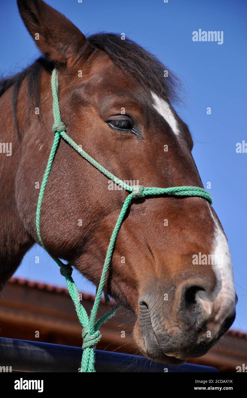 Candid close-up portrait of bay horse head against blue sky Stock Photo