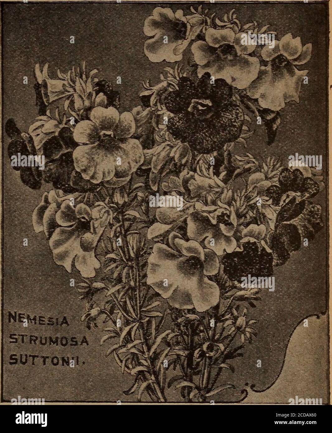 . Childs' spring 1922 : seeds that satisfy plants that please bulbs that bloom berries that bear . NIC0T1ANASANDERAEHYBRIDS NICOTIANA Really one of the most satisfactory of all garden orpot flowers, and equally valuable for either purpose.Sanderae and the new Sanderae-Affinis Hybrids are en-tirely new and most beautiful. Nothing can surpassthem for profusion of bloom and ease of culture. Bloomsin sixty days from the time of sowing seed. 363 Sanderae—Plants from seed attain a height oftwo to three feet in less than three months and arecovered with long tubular blossoms of a fine deep crim-son c Stock Photo