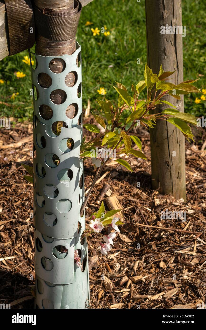 Young cherry tree shoots leaves growing through metal mesh protection tube as afforestation concept Stock Photo