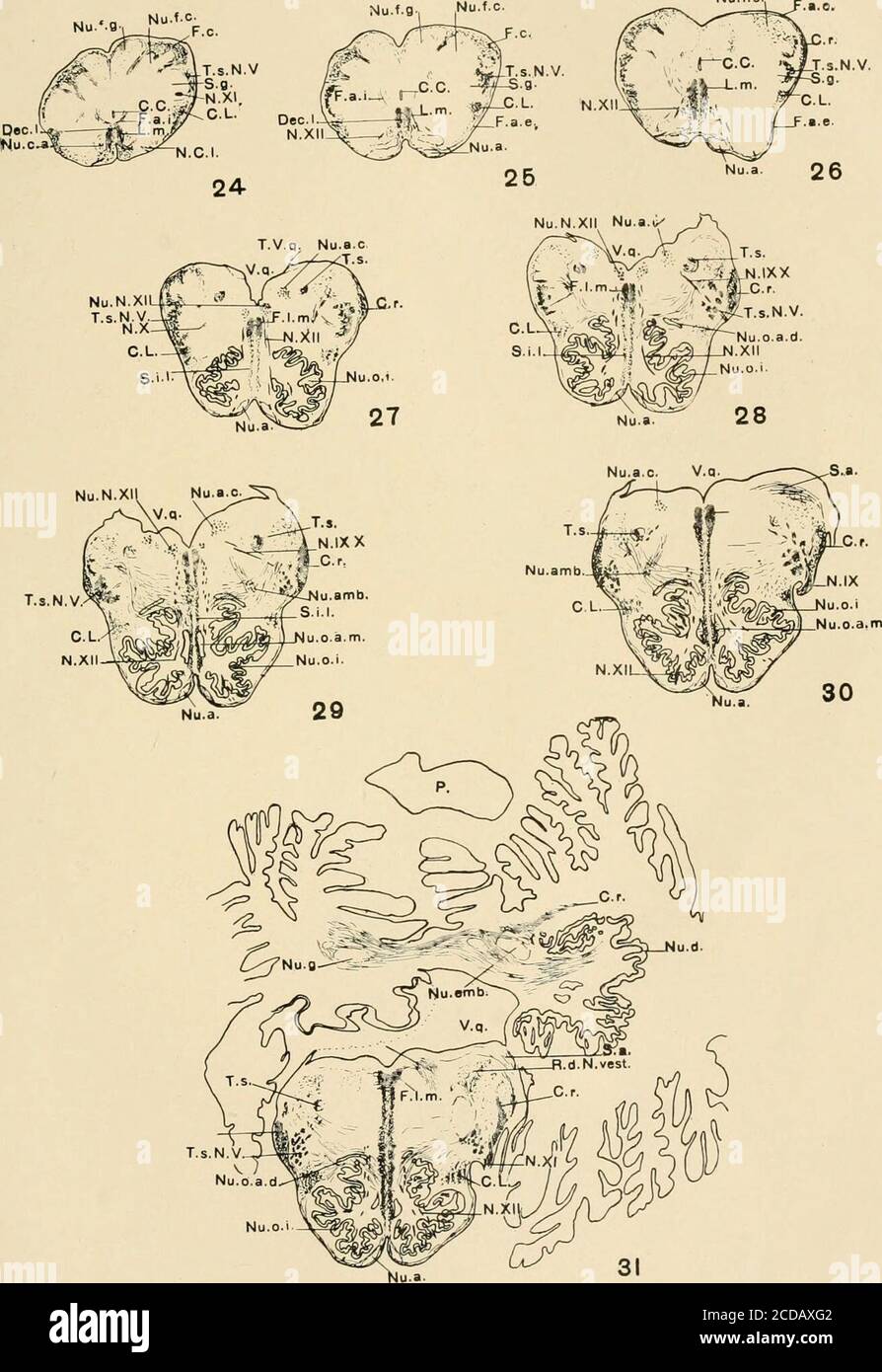 Journal Of Comparative Neurology Aris Accessorius Medialisnu O I Nucleus Olivaris Inferiornu O S Nucleus Olivaris Superiornu Pon Nuclei Pontisnu R Nucleus Ruberp Thickened Layer Of Pia Enclosingmidbrain And Extraventricular Por Tion Of