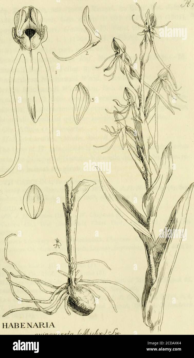 . Orchidaceae: illustrations and studies of the family Orchidaceae . quinque-Eaton &, Wr,, N. A. Bot. ed. 8, 260 (1840); 3fohr, PI. Life Ala. *^^^455 (1901); Small Fl. Se. U. S. 315 (1903). Orchis quinqueseta Michx., Fl. Bor. Am. 2: 155 (1803);Pers., Syn. PI. 2:506 (1807); Pursh, Fl. 2: 586 (1814); Raf.,Neogenyton 4 (1825). Not O. quinqueseta Green Cat. N. Y. 120(1814). Habenaria Michauxii Nutt., Gen. 2: 189 (1818); Elliott,Sketch 2: 489 (1824); Lindl, Gen. & Sp. Orch. 309 (1835);Steud., Nomencl. ed. 2,1: 717 (1841), excl. syn. Kunth; Chapm.,Fl. S. U. S. ed. 1, 461 (1860), ed. 2,461 (1884), ed Stock Photo