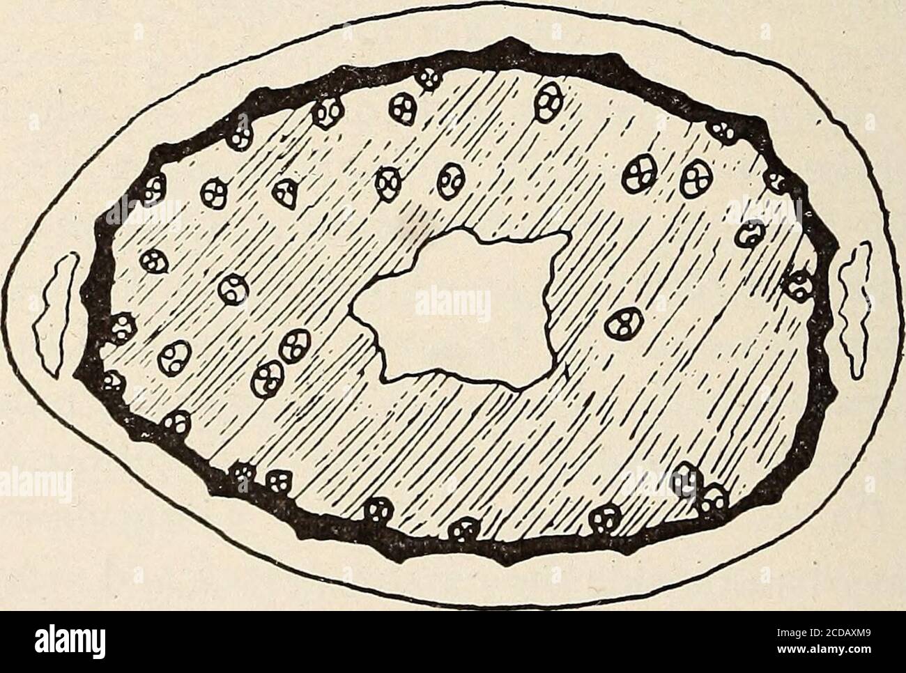 . American journal of pharmacy . Fig. 1. Triticum repens. the sclerenchyma have comparatively thick walls and are filled withstarch grains (Fig. 2). Starch does not occur in any quantity inany of the other species examined. This starch gives a character-. Fig. 2. Cynodon Dactylon. istic white appearance to the cut surface of the rhizome. The centeris frequently, but not always, hollow as in couch grass. Commercial samples can be examined for this grass very easily.A clean, transverse cut with a sharp knife or a razor displays the -Am. Tour. Pharm.October. 1919. } Triticum Re pens. 6S7 two lacu Stock Photo