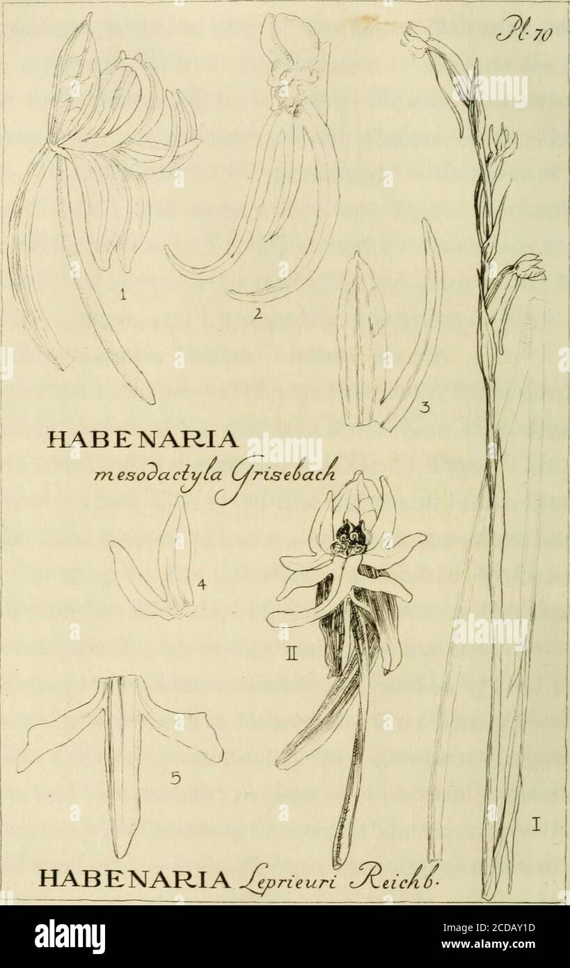 . Orchidaceae: illustrations and studies of the family Orchidaceae . which I am indebted to the kindness of Dr. D. Prain. This sketchshows a slender plant with wand-like stems and linear, bract-likeleaves. The inflorescence is loose, somewhat one-sided, and few-flowered. Contrary to the description published by Grisebach,the middle division of the labellum, as shown by the sketch, ismuch shorter than the lateral divisions. The material from whichthe sketch was prepared was collected in Trinidad by Dr. Crueger,and was used by Grisebach in his work on the Flora of the BritishWest Indian Islands; Stock Photo