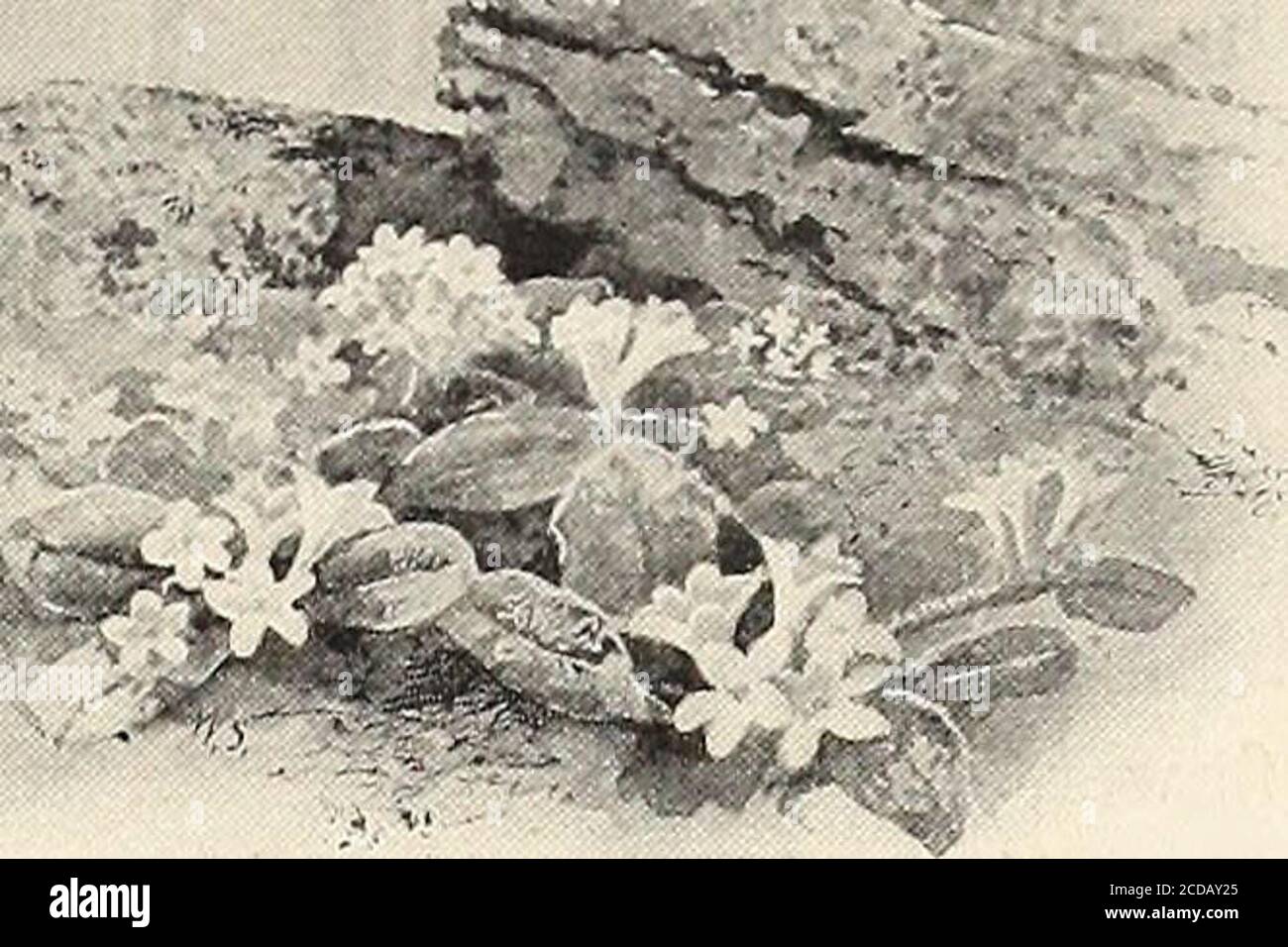 . St. Nicholas [serial] . flower is the blue violet. Na-ture has ...