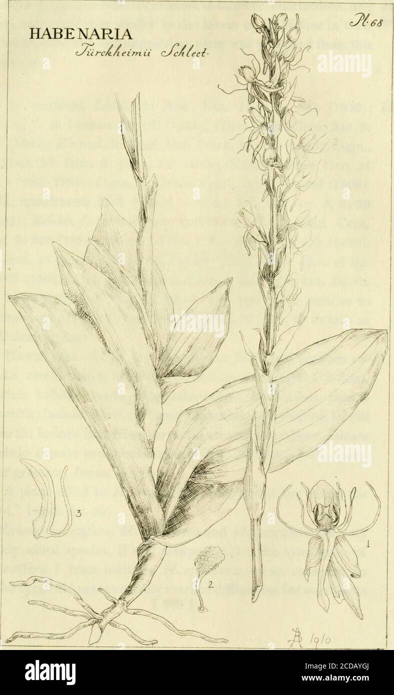 . Orchidaceae: illustrations and studies of the family Orchidaceae . rectis, brevibus; processibusstigmatiferis crassiusculis, truncatis, canalibus antherae breviori-bus; ovario glabro cylindraceo, c. 1 cm. longa. Guatemala: In Felsspalten bei Cubilguitz, c. 350 m. ii. M.— H. V. Turckheim no. 766 (It. II), bluhend im August, 1903. IVIit H. entoviantha Ldl. verwandt. Habituell recht ver-schieden von alien Arten dieser Gruppe. Schltr. loc. cit. GUATEMALA, Alta Verapaz Perigon griin, Cubilquitz, alt. 350 m., August, 1903, H. von TiircJcheim,J. D. Smith distr. (no. 8588) (1); November, 1901, Turck Stock Photo
