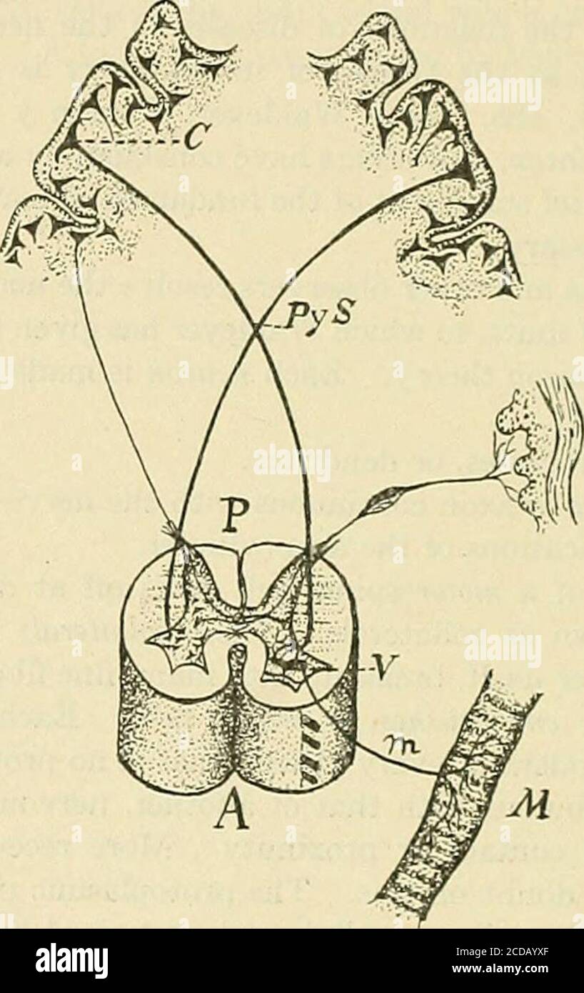 . The practice of medicine; a text-book for practitioners and students, with special reference to diagnosis and treatment . - them cellulipetalto the ganglion cells on the posterior roots of the spinal nerves, whence theyare conveyed by the axis-cylinders cellulifugal to the cord. This impres-sion may result in a reflex act, or it may proceed to the brain and gie riseto a volitional act through the m.otor tract.. Fig. 134.—Diagram of an Element of the Motor Path—{after Strum pell, modified).C. Motor ganglion cell in the cerebral corte.x. Py S. Lateral pyramidal tract, central orupper motor ne Stock Photo