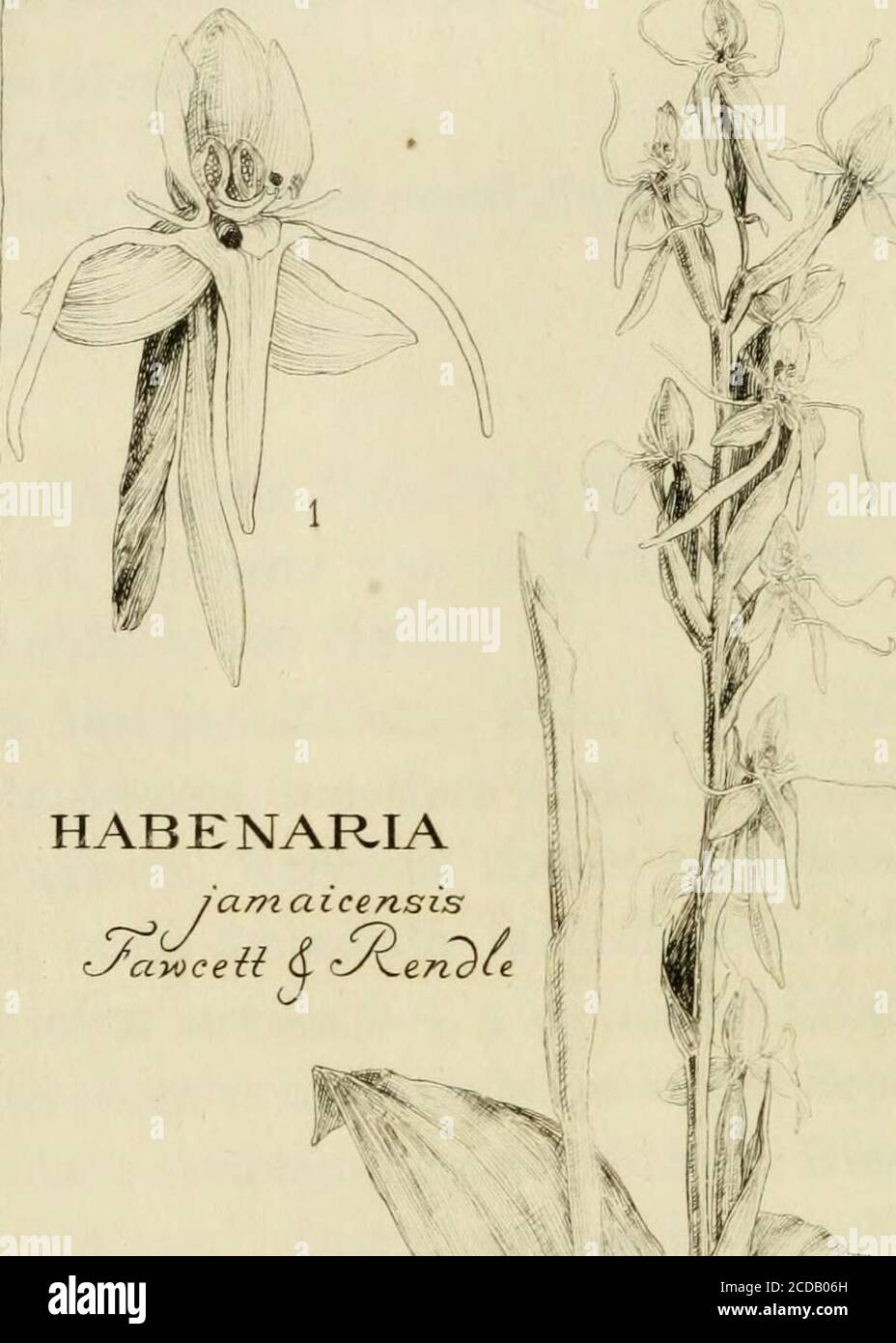 . Orchidaceae: illustrations and studies of the family Orchidaceae . es; steriles 2-4, plus minus distantes, breviter am-plexicaules; florales ovario subgequilongae. Sepala, dorsale ovato-suborbiculare, obtussisimum, cucullatum; lateralia deflexa, semi-ovata, subfalcata, obtusa, apiculata, dorsali paullo longiora.Petala 2-partita, partitionibus valde insequalibus; posterioreoblongo-Ianceolato, falcato, acuto, conniventi, sepalo dorsalipaullo breviore; anteriore subulato, erecto, brevi, quam posteriormultoties breviore. Labellum usque ad basin 3-partitum, mediolobo lineari-ligulato, lobis later Stock Photo