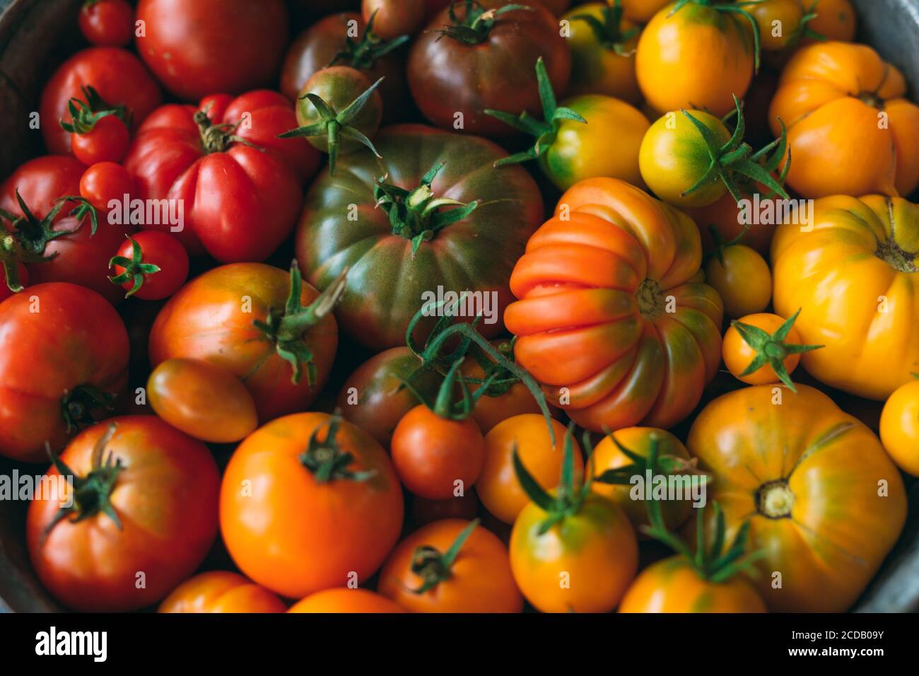 tomatoes of different colors are displayed as a gradient on a dark ...