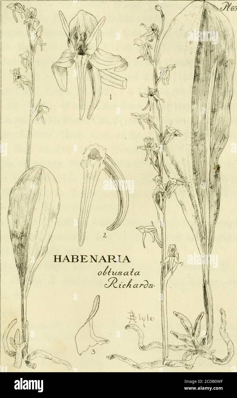 . Orchidaceae: illustrations and studies of the family Orchidaceae . ed. 5, 501 (1867), ed. 6, 508 (1890); Porter &, Coulter, Syn. Fl. Col. 132 (1874); Perkins, Gen. Cat. Vt 37 (1882); Upham, FL Minn. 140 (1884); Coulter, Rocky Mt. Bot 343 (1885); 3Iacoim, Cat. 4: 16 (1888); Perkins, Fl. Vt 277 (1888); Beal&, JVheeler, Fl. Mich. 607 (1891); Fernald, in Portl. Cat 64 (1892); Rand S^ Redf., Fl. Mt Desert 153 (1894); Baldw., Orch. N. Eng. 78, 79, f. 23 (1894); ^r/Z/o/i &, Vail, in Bull. Herb. Boiss. 3: 203 (1895); A^elson, Fl. Wyo. 182 (1896); Britton (§ Br., 111. Fl. 1: 461, f. 1098 (1896); Kear Stock Photo