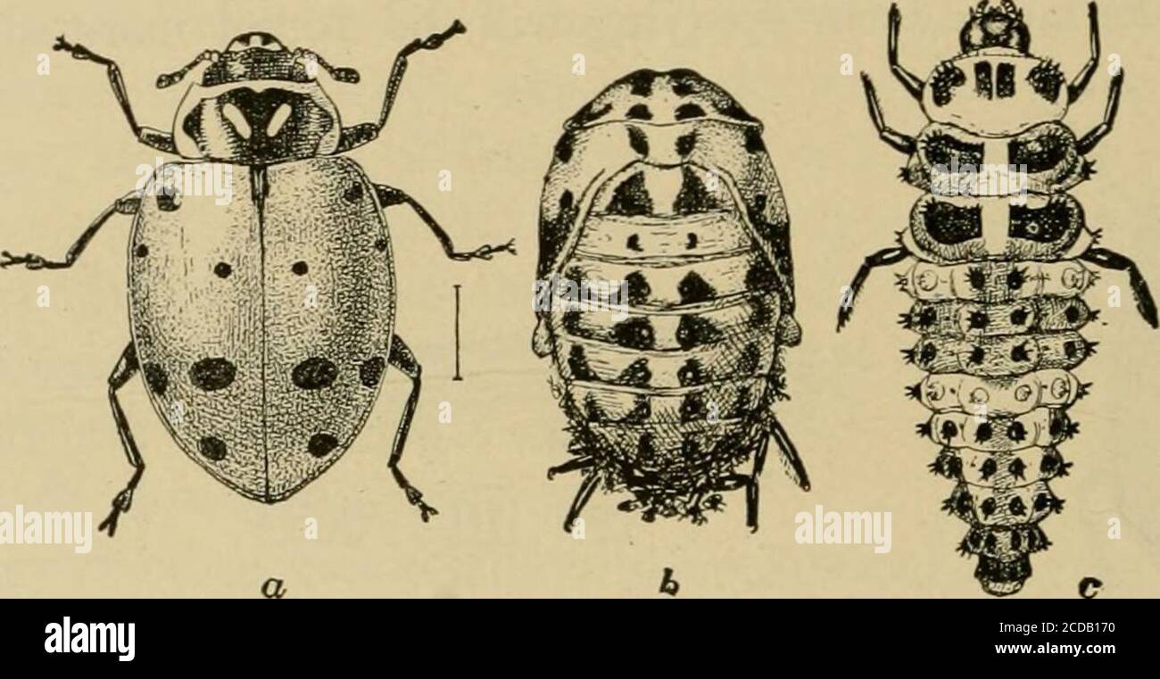 Augenstein Insects . Insect pests of farm, garden and orchard . h preferable on account of ...