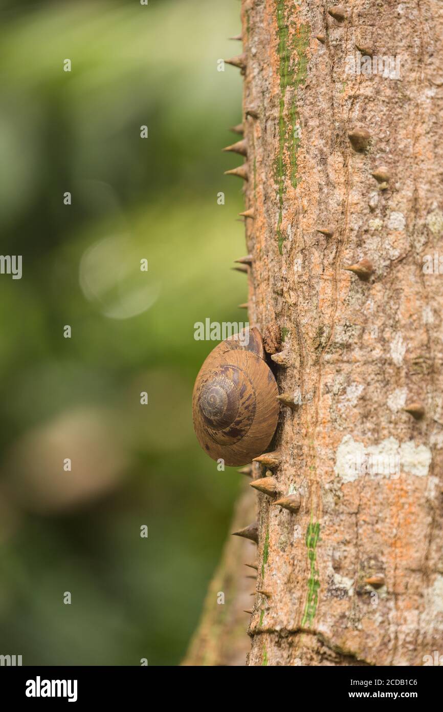 The Puerto Rican Tree Snail, Caracolus caracolla, is a large, arboreal  snail whose shell can be up to 4 inches or 10 cm in diameter. They live  primar Stock Photo - Alamy