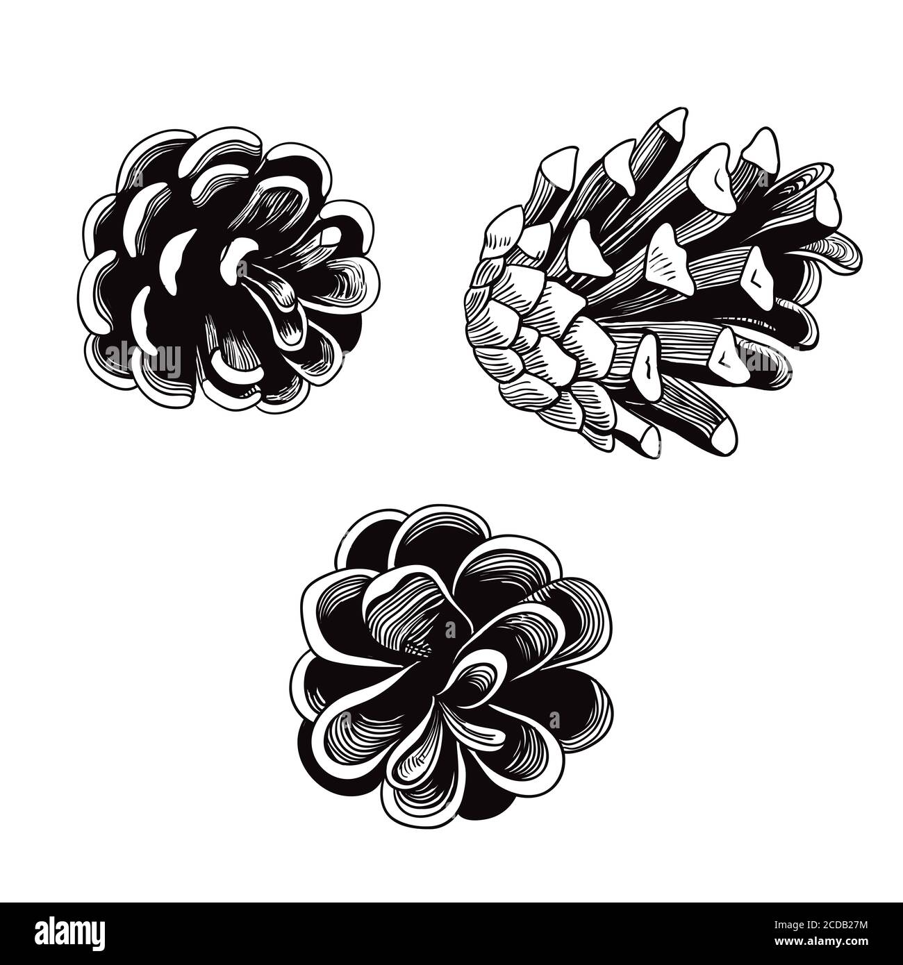 Line art realistic pine cones isolated on white background Stock Vector ...