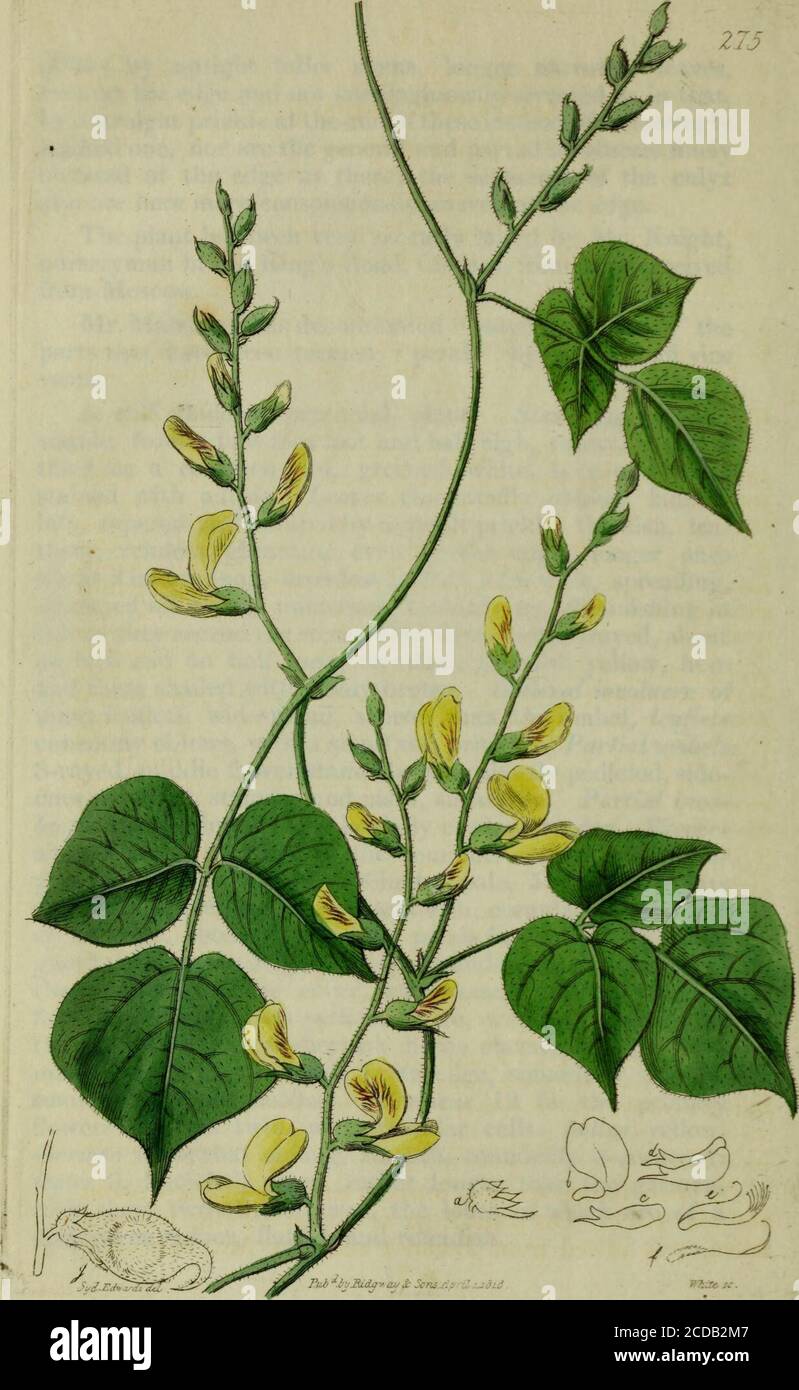 . The Botanical register consisting of coloured figures of . dle flower stamenbearing shortly pedicled, side-ones with both stamens and pistil, subsessile. Partial Invo-lucres two-leufletted, rhomboidally cordate,^ tender. Flowersabout the size of those of the common currant, of an un-pleasant S-mell. Califx turbinate, pale, 5-cleft, segmentsuprightly convergent, short, roundish, crenulatc and downyat the edge, about equal to the petals in depths Petals 4,glandularly thickened, rotately expanded on the outside ofthe segments of the calyx, transversely oblong or veryfaintly reniform, deep yello Stock Photo
