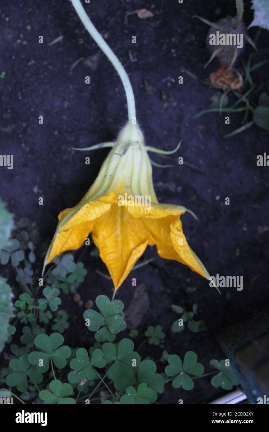 Organic backyard urban gardening of a beautiful bright orange squash vegetable flower. Stock Photo