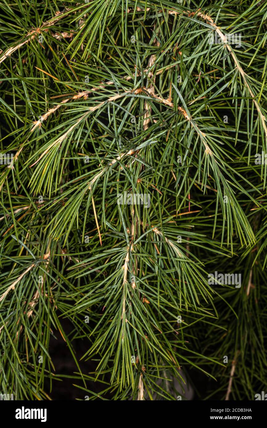 Himalayan or Deodar Cedar (Cedrus deodara) Leaves Stock Photo