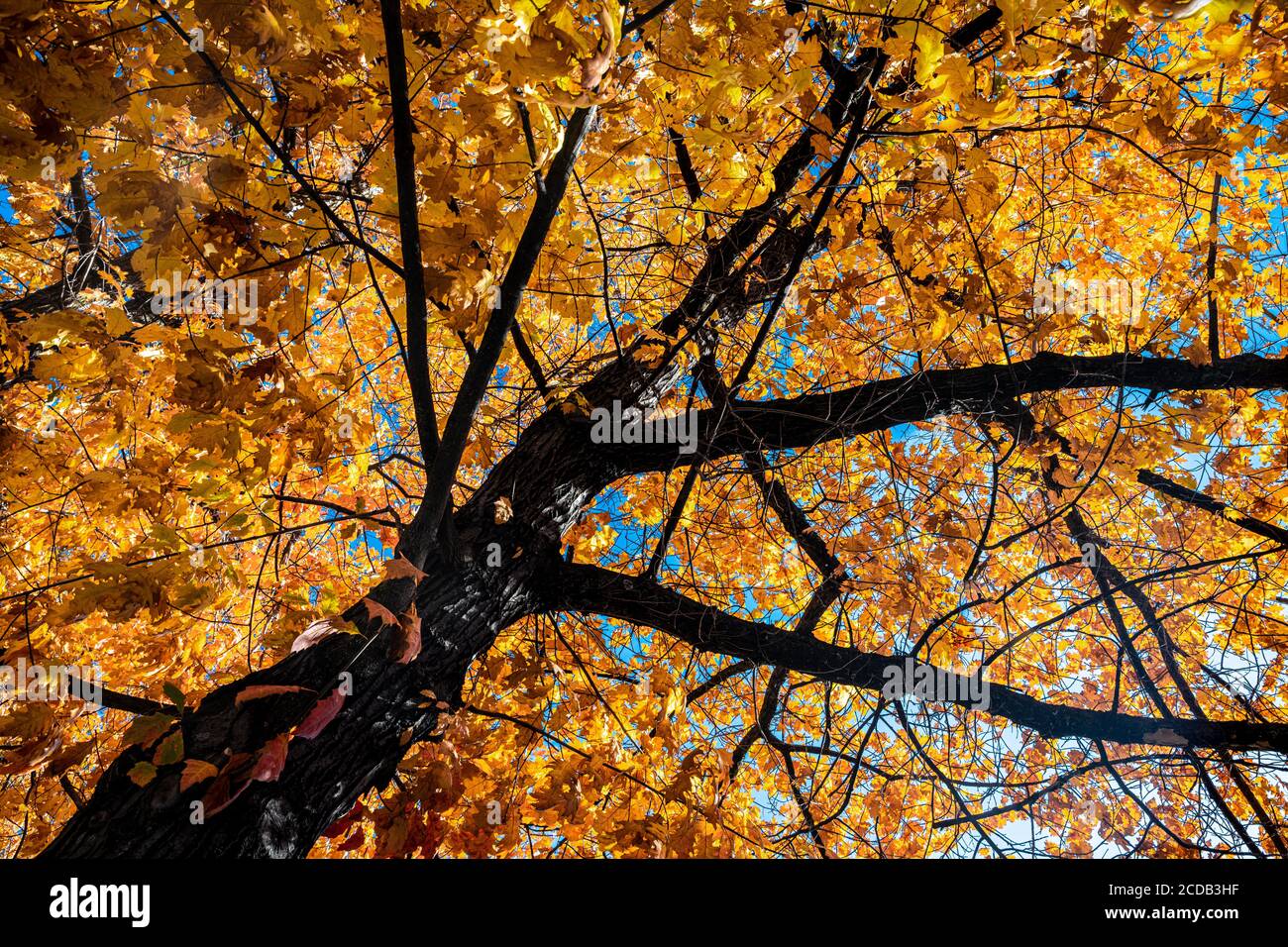 Maple Tree (Acer spec.) in Late Autumn Stock Photo