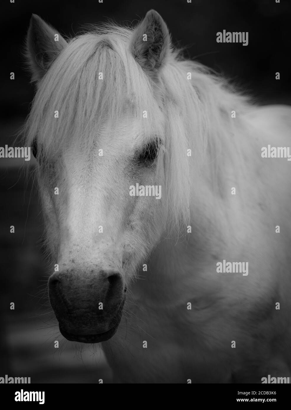 white pony, pony portrait, grey pony, Childs pony Stock Photo Alamy