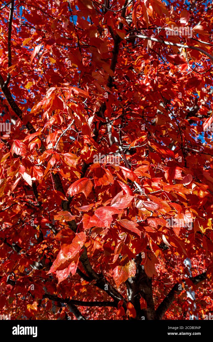 Red Leaves of a Tree in Autumn Stock Photo