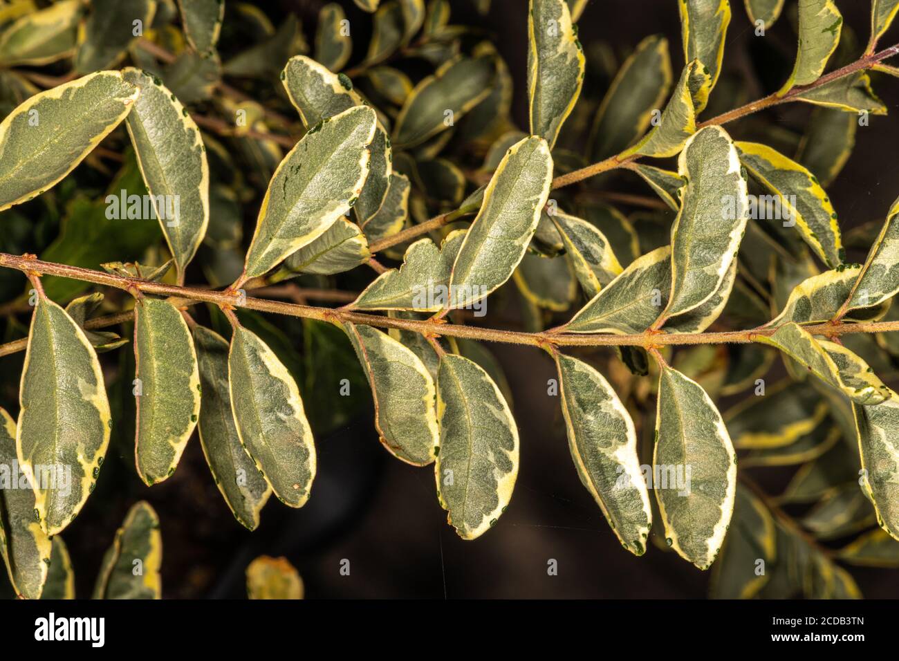 Variegated Chinese Privet (Ligustrum sinensis 'Variegata'), Leaves Stock Photo