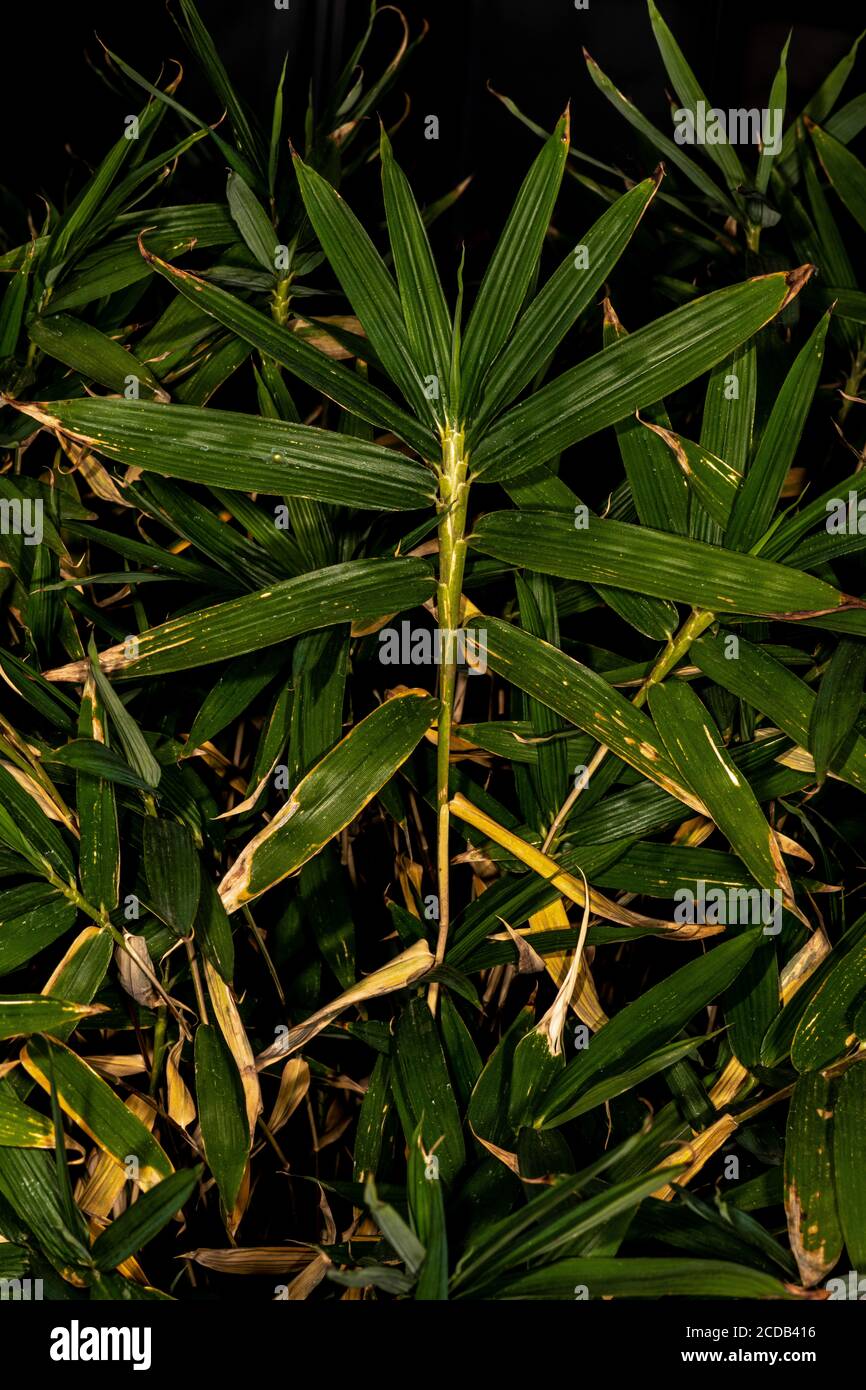Dwarf Fernleaf Bamboo (Pleioblastus distichus) Stock Photo