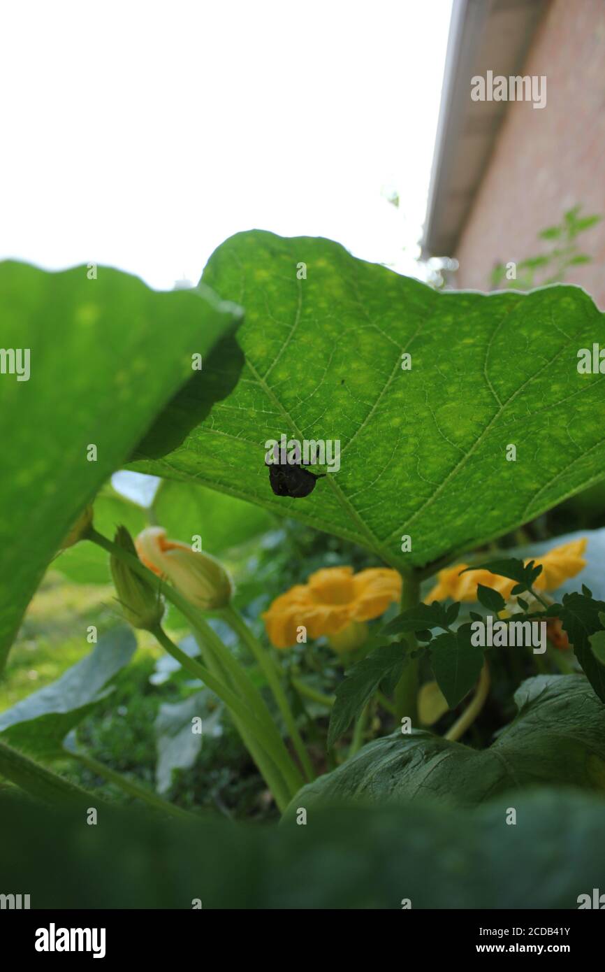 An empty cicada shell hanging on the bottom of a pumpkin leaf plant in the organic backyard urban garden. Stock Photo