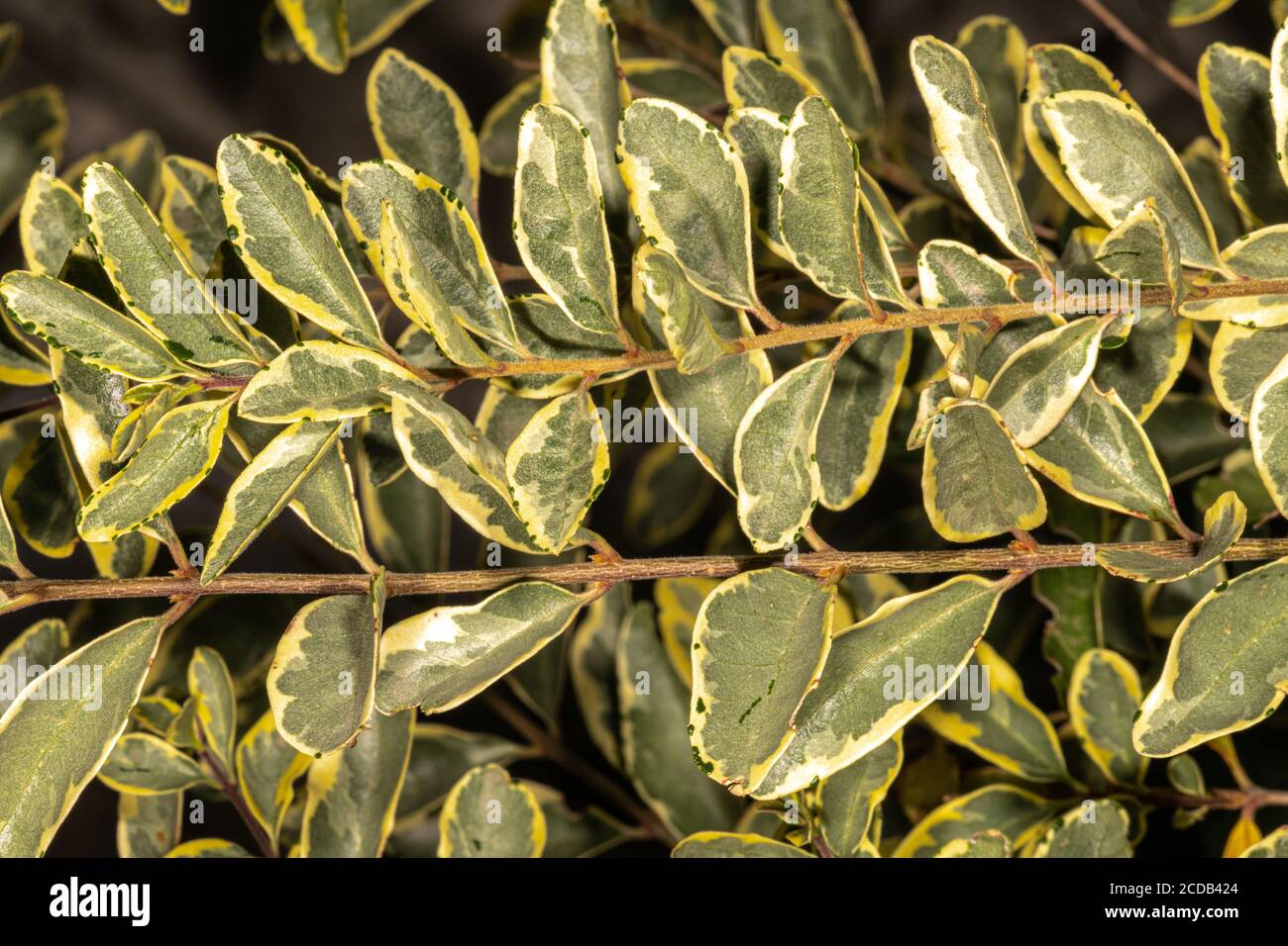 Variegated Chinese Privet (Ligustrum sinensis 'Variegata'), Leaves Stock Photo