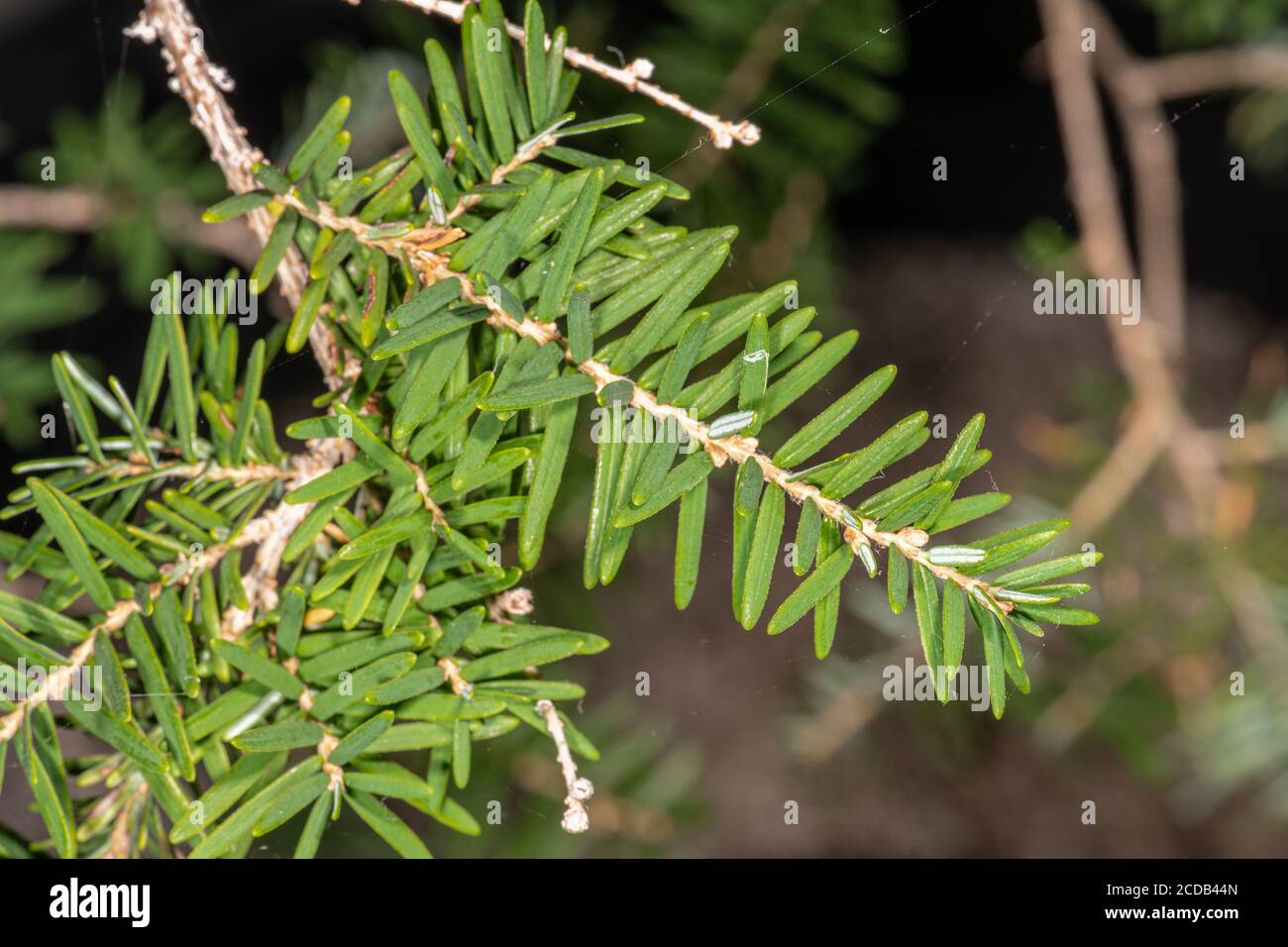 Leaves of Western Hemlock or Western Hemlock-Spruce (Tsuga heterophylla) Stock Photo