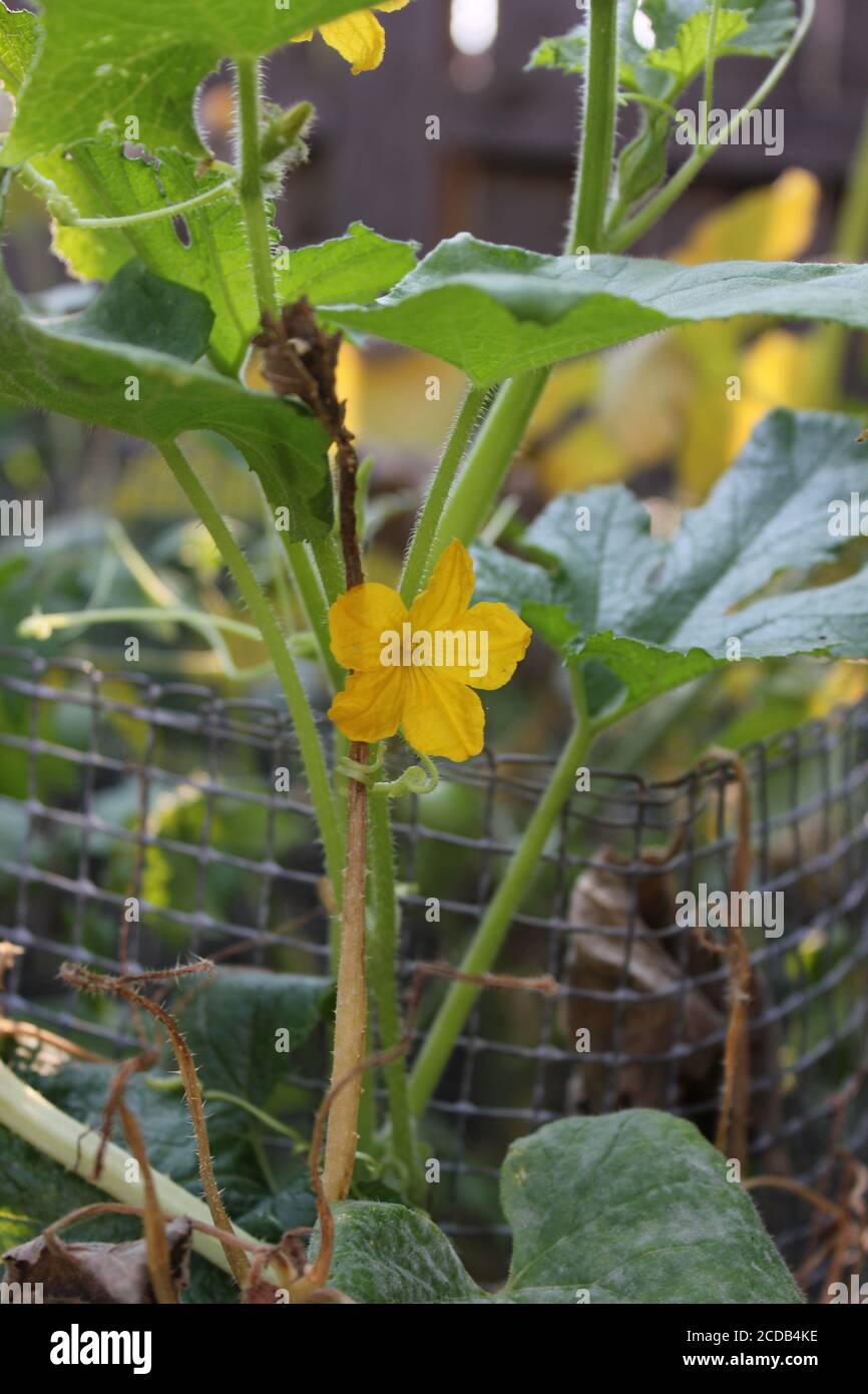 Common squash flower growing in the organic backyard urban garden Stock