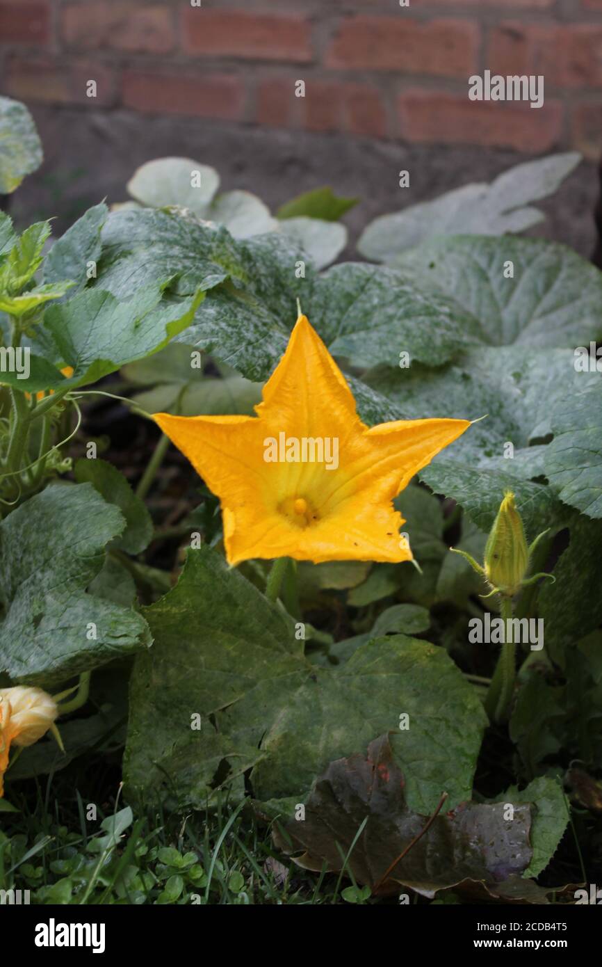 Organic backyard urban gardening of a beautiful bright orange squash vegetable flower. Stock Photo
