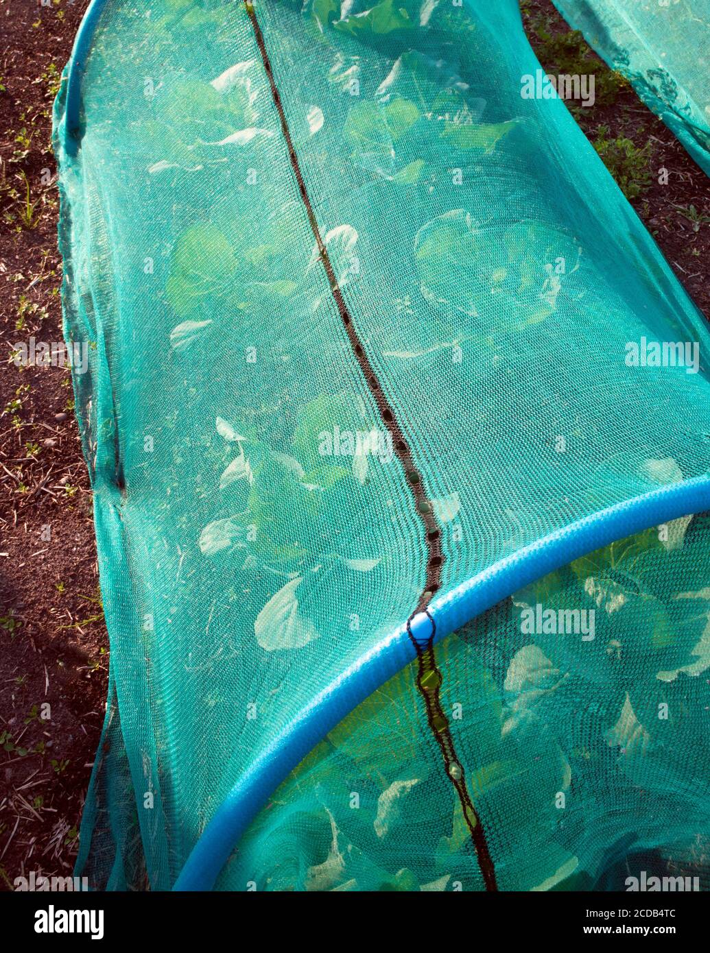 Cabbage plants growing under netting to give protection from
