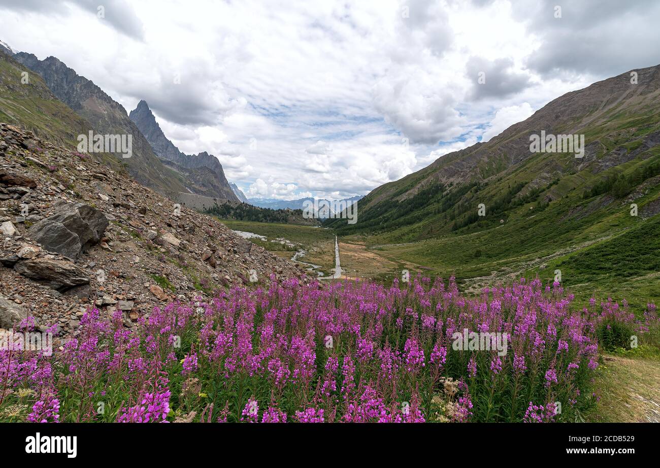 View of the pink flowers Val Veny - Courmayeur - Valle d'Aosta - Italy Stock Photo