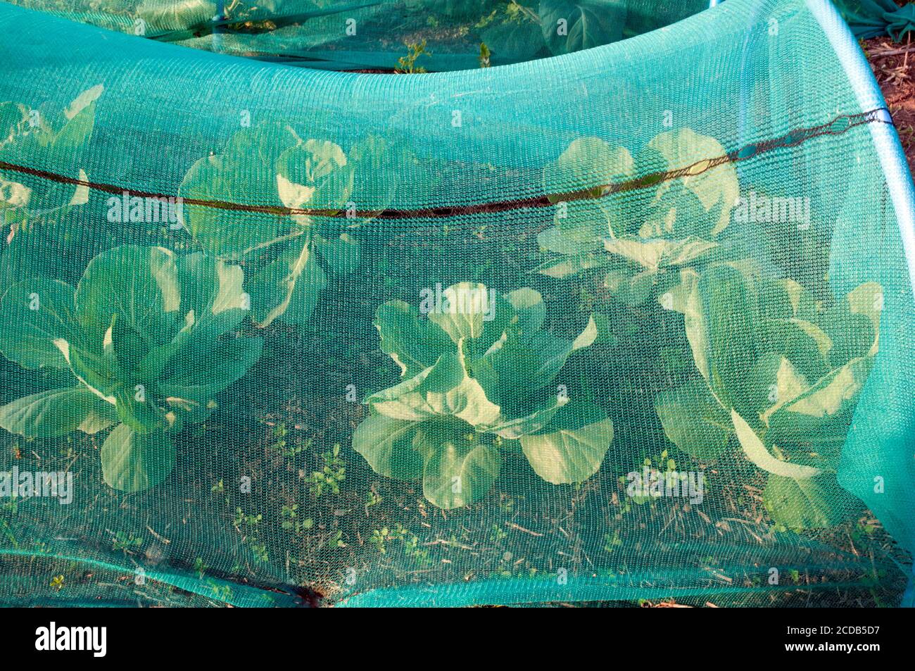 Cabbage plants growing under netting to give protection from
