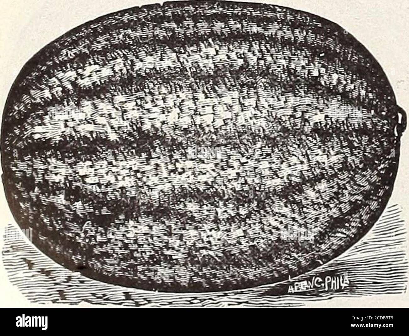 . Farm and garden annual : spring 1913 . y express $2.25 ??^tiiJ^J:Ii.tM^y^^mS^^^ti ?uality 7|llal tc&gt; Phinneys Early- Flesh deep red, of tine quality; early *^^¥SilSR^»c!S» , ? M- . ,w;s and productive. Pkt. 5c; oz. 10c; V. lb. 20c; 1 lb. 60c; %Sl^f^PaH s1!, weighing 5 lbs b express $2.25 ^^^ia^jfeydBsBHB one-third more ..»*..-« than Melons of Sweet Heart—A splendid shipper, early, large, oval, light the same size of green. Rind thin, but firm. Flesh bright red, sweet, other varieties, very tender, firm and solid. Very productive. Pkt. 5c; specimens often oz. 10c; 4 lb. 20c; 1 lb. 60c; 5 l Stock Photo