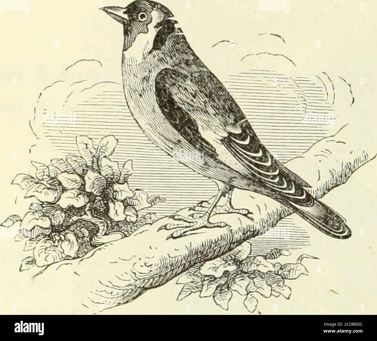 Histoire Naturelle Des Drogues Simples Ou Cours D Histoire Naturelle Professe A L Ecole Superieure De