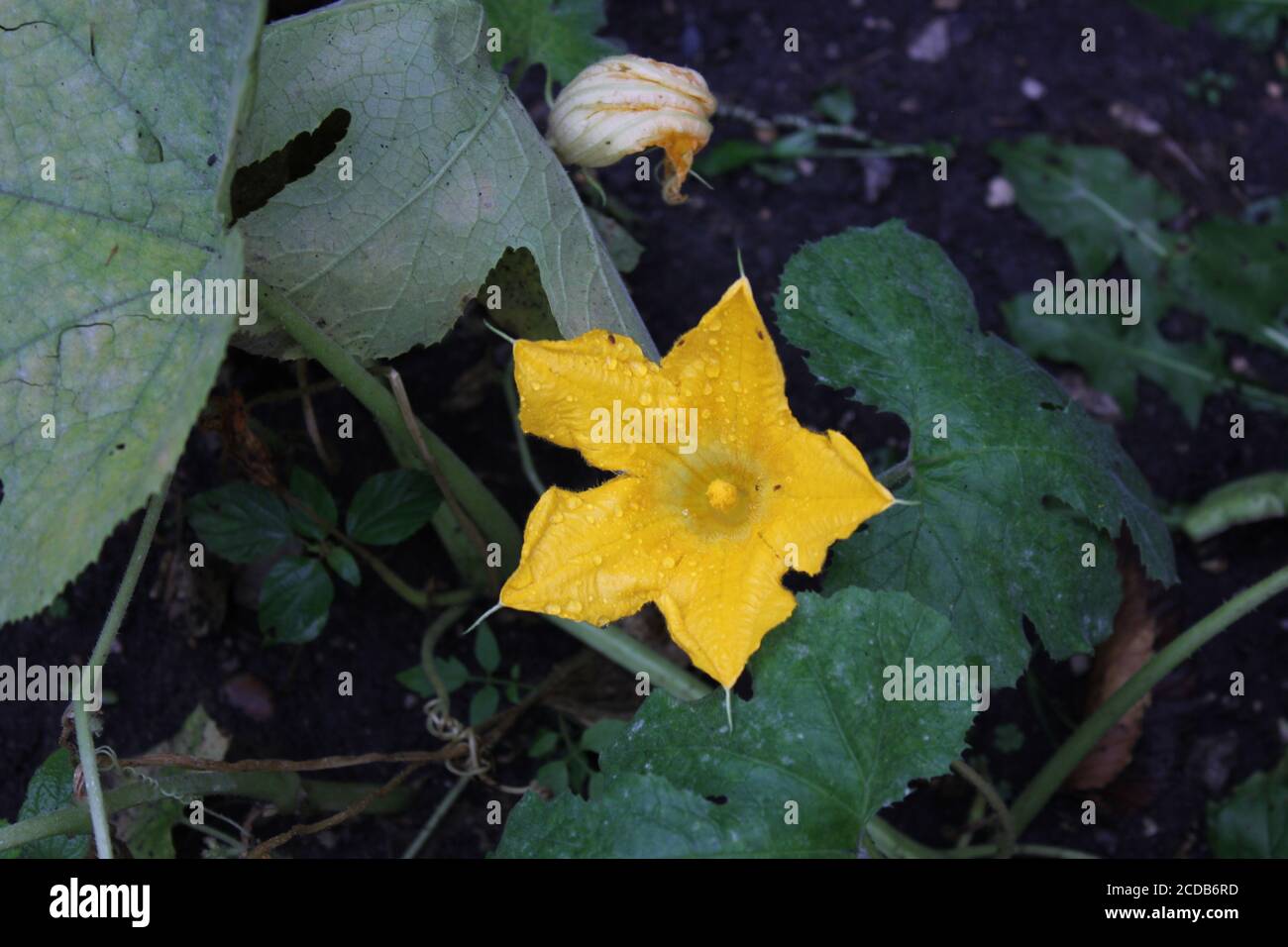 Organic backyard urban gardening of a beautiful bright orange squash