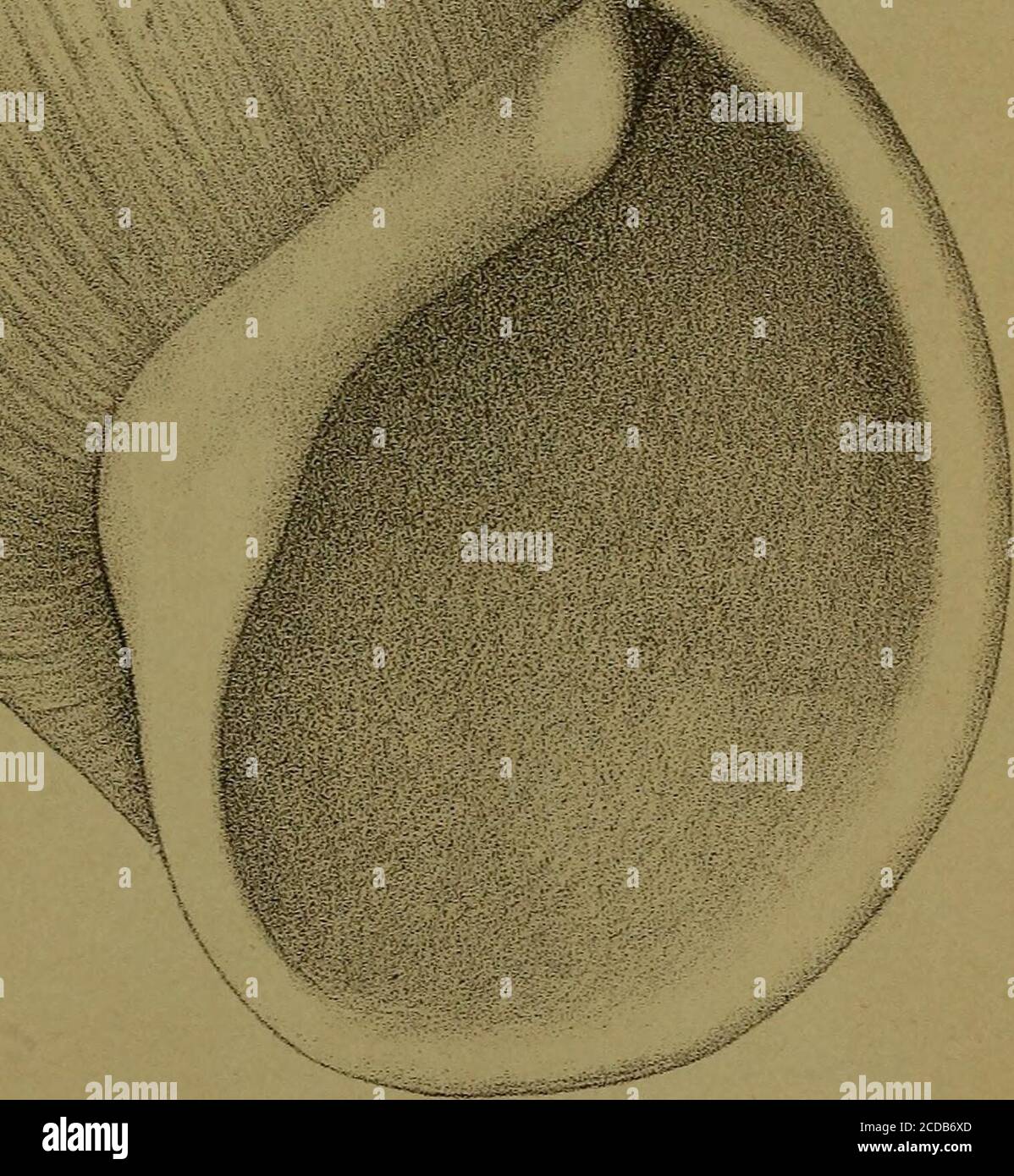 Malakozoologische Blatter Jt A T T Ma Lak Bli Fi Taf Jt J Lt Sw B U F Fit I Malak Bl Xfi Ted I Stock Photo Alamy