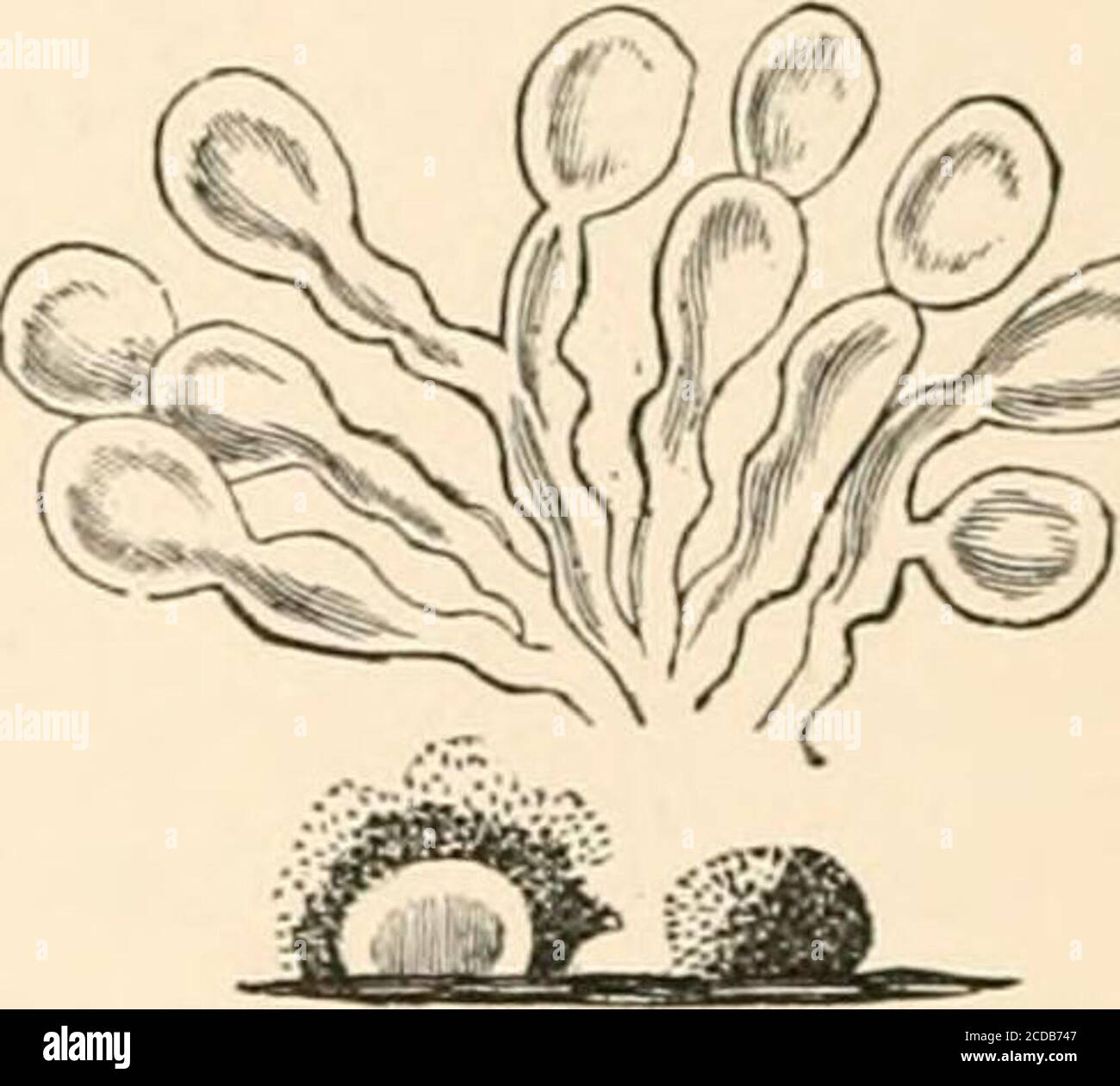 . Introduction to the study of fungi, their organography, classification, and distribution for the use of collectors . the threads or hyphae are stronglydeveloped, and quite distinct from the conidia (Fig. 127). Thenthere is another and smaller section, the Micronemeae, in whichthe threads are very short, and mostlyunbranched, so short, indeed, as onlyjust to be recognised, and, at times,scarcely different from the spores orconidia themselves (Fig. 128). Innearly all the subdivisions of the variousfamilies of the Hyphomycetes, suchsubdivisions being based upon the char-acter of the conidia, th Stock Photo