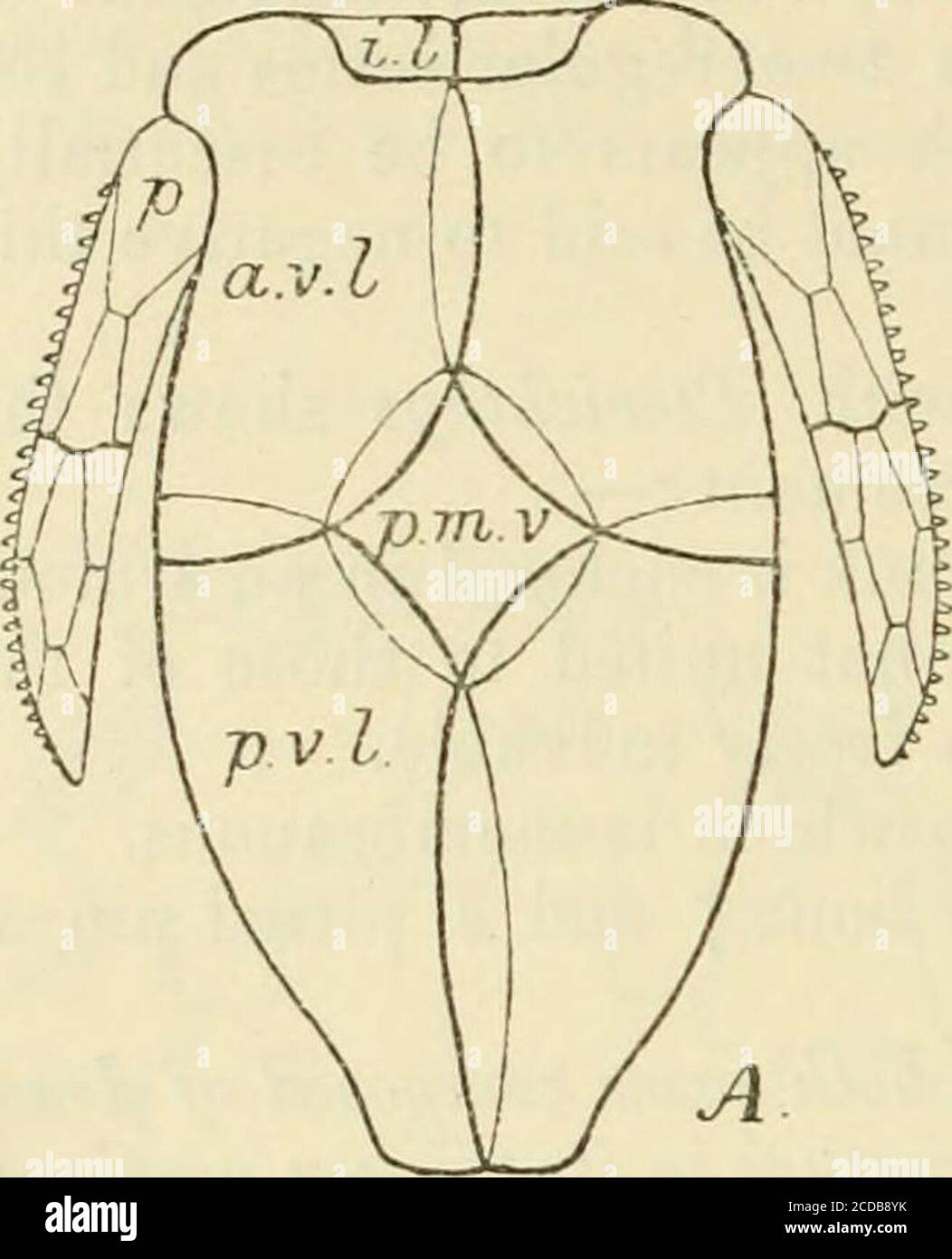 . The annals and magazine of natural history : zoology, botany, and geology . they are onlyseparated by the pineal plate. The postfrontal is fused withthe suborbital. If Jaskel be correct in regarding Homosteus as intermediate * It is noteworthy that Coccosteus resembles Polypterus iu the positionof the nostrils also. t In both cases this bone has been interpreted by some authorities asother than opercular, so that it would be perhaps better to say there is inboth a similarly placed bone which may be regarded as an operculum. % See Smith Woodward, Vertebrate Palaeontology p 12 (1898) andCat. F Stock Photo