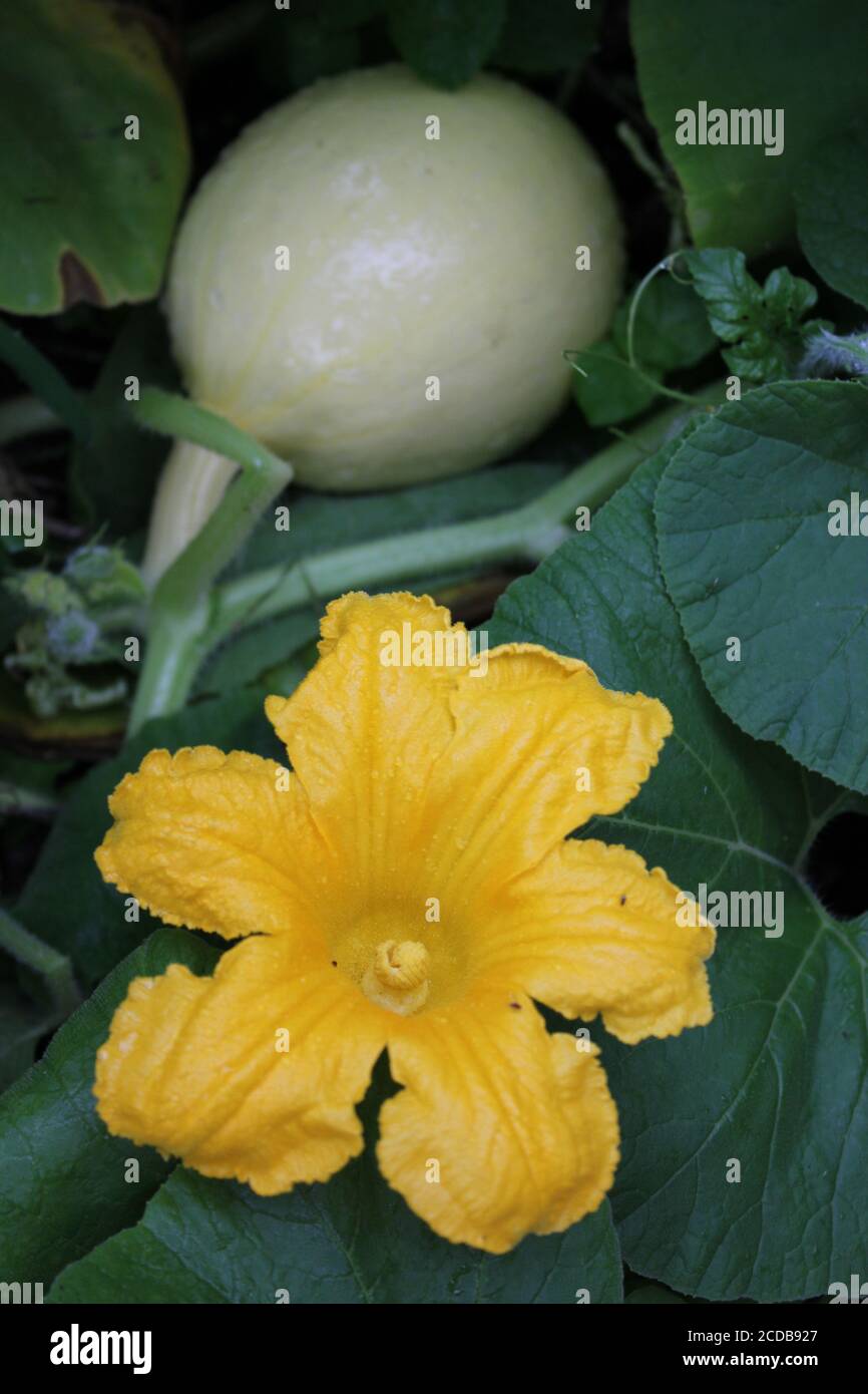 A bright orange pumpkin flower and a fruit growing in the organic backyard urban garden. Stock Photo