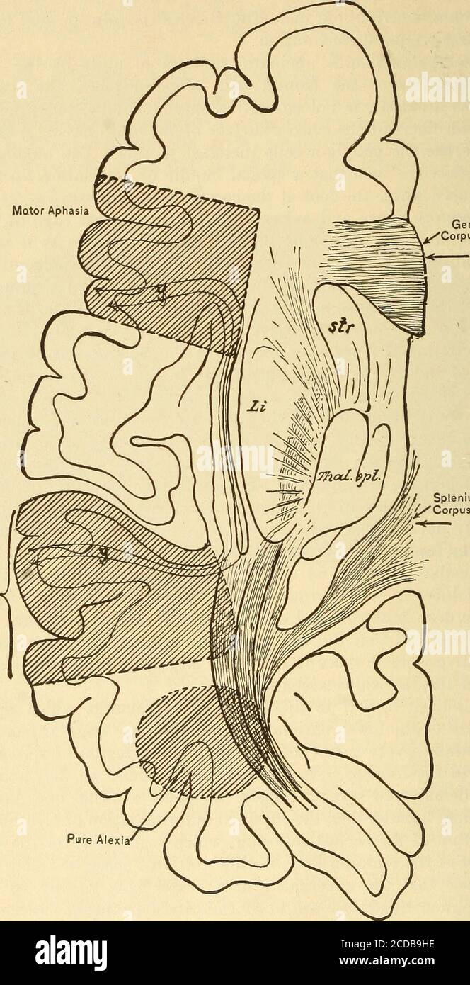 Tapetum occipital hi-res stock photography and images - Alamy