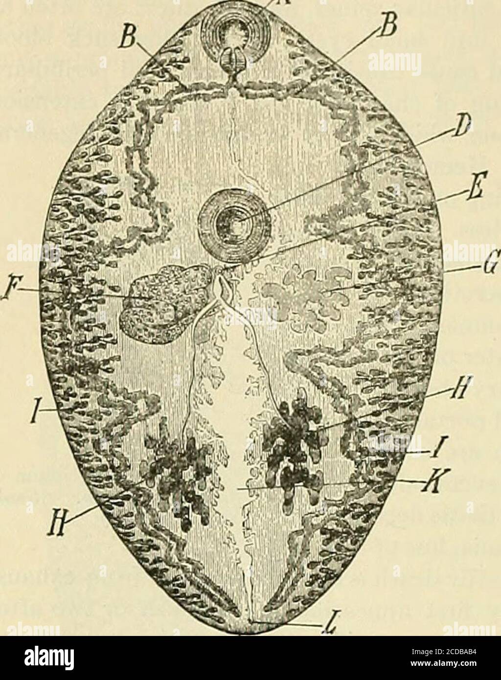 . The practice of medicine; a text-book for practitioners and students, with special reference to diagnosis and treatment . Fig. 30.—Ovum of fasciolahepatica. 198 INFECTIOUS DISEASES measures may be indicated to combat the digestive and nutritive symp-toms, but these are in no wise peculiar. The Asiatic lung fluke inhabits the bronchial tubes of man, cat, dog,. Stock Photo