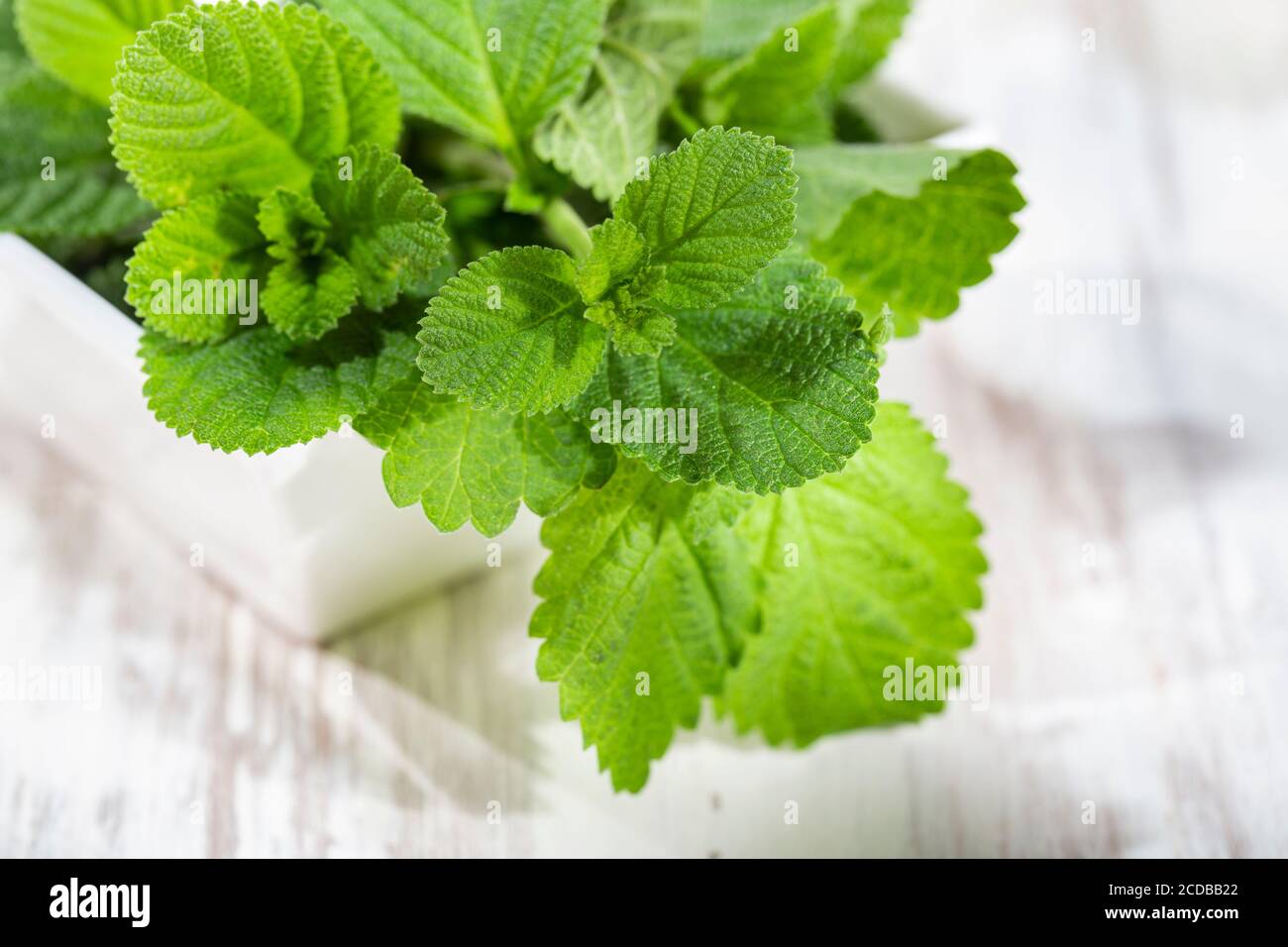 Purple sage plant on the table, Lippia Alba Stock Photo - Alamy